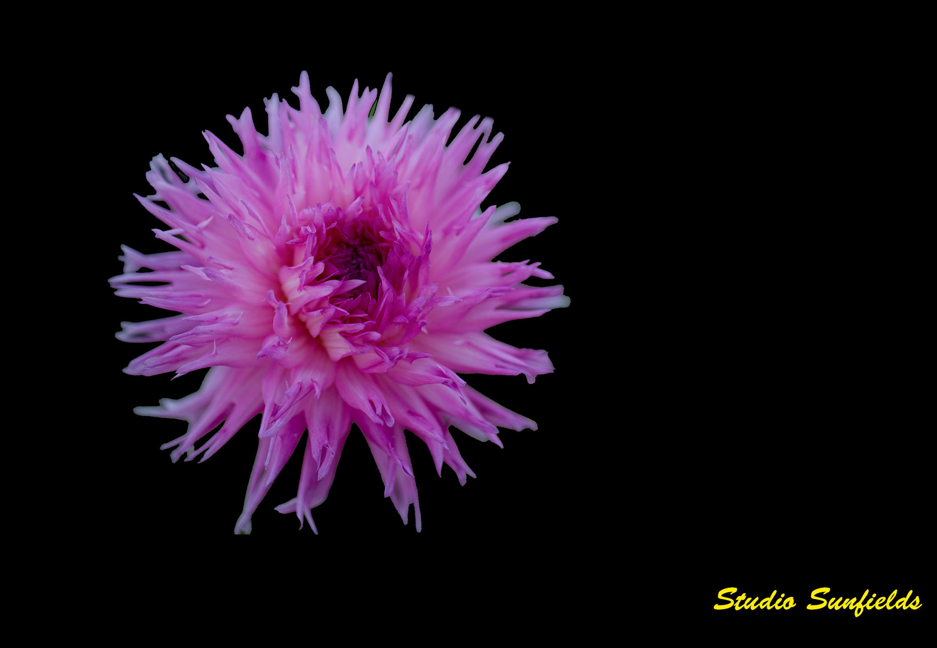 Dahlia "Popular Guest"