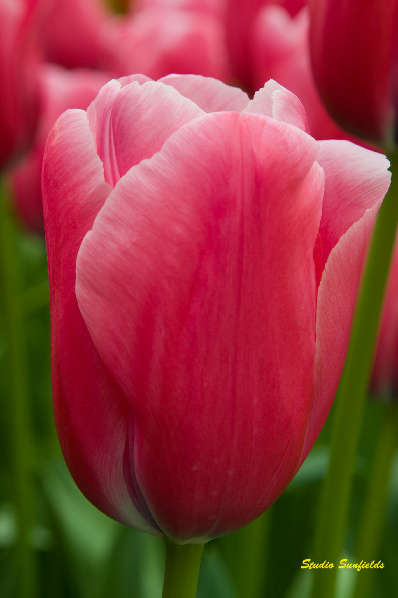 Tulipa 'Oregon Star'