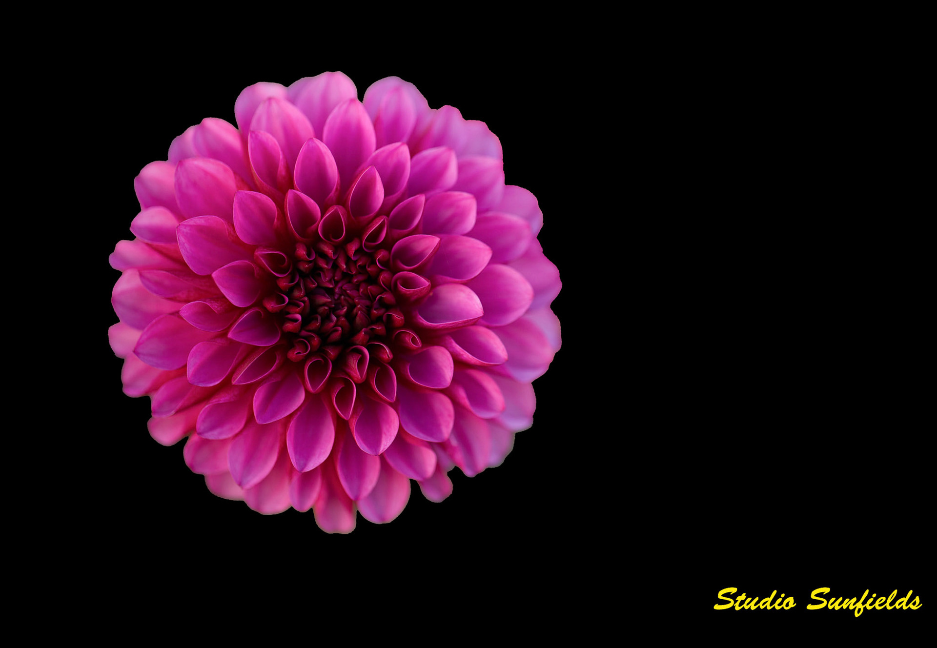 Dahlia "Bal Donkerrood"