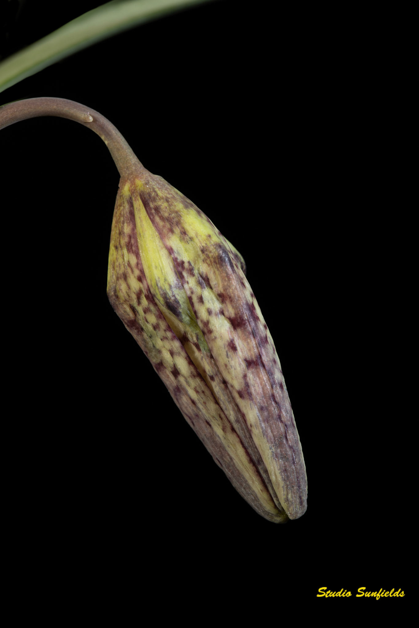 Fritillaria 'Meleagris