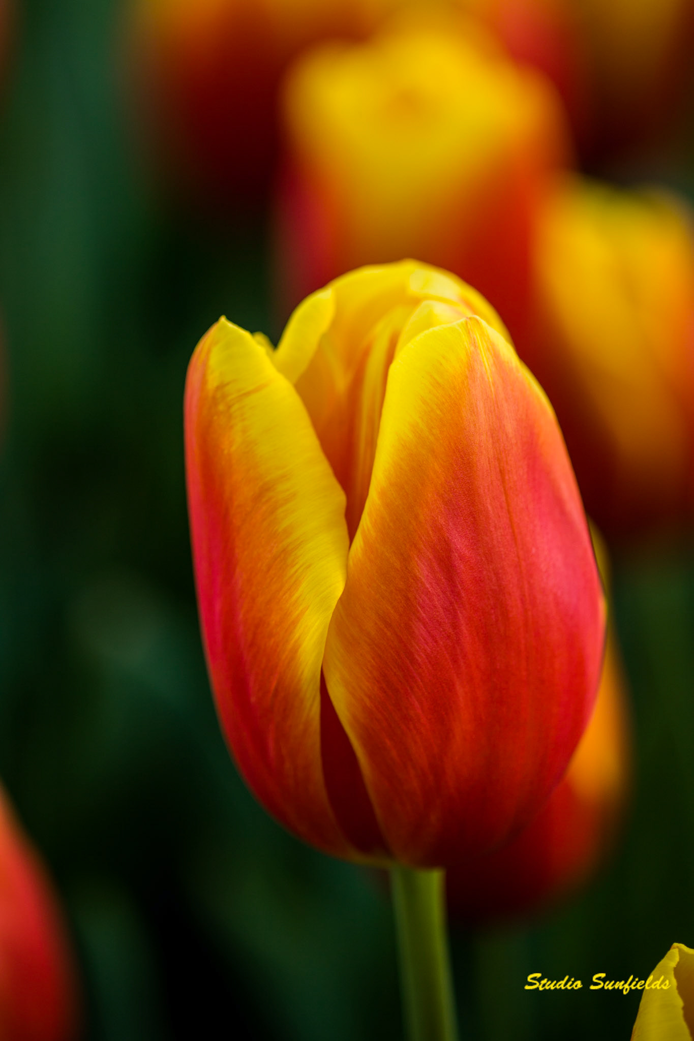 Tulipa 'Henny van der Most'