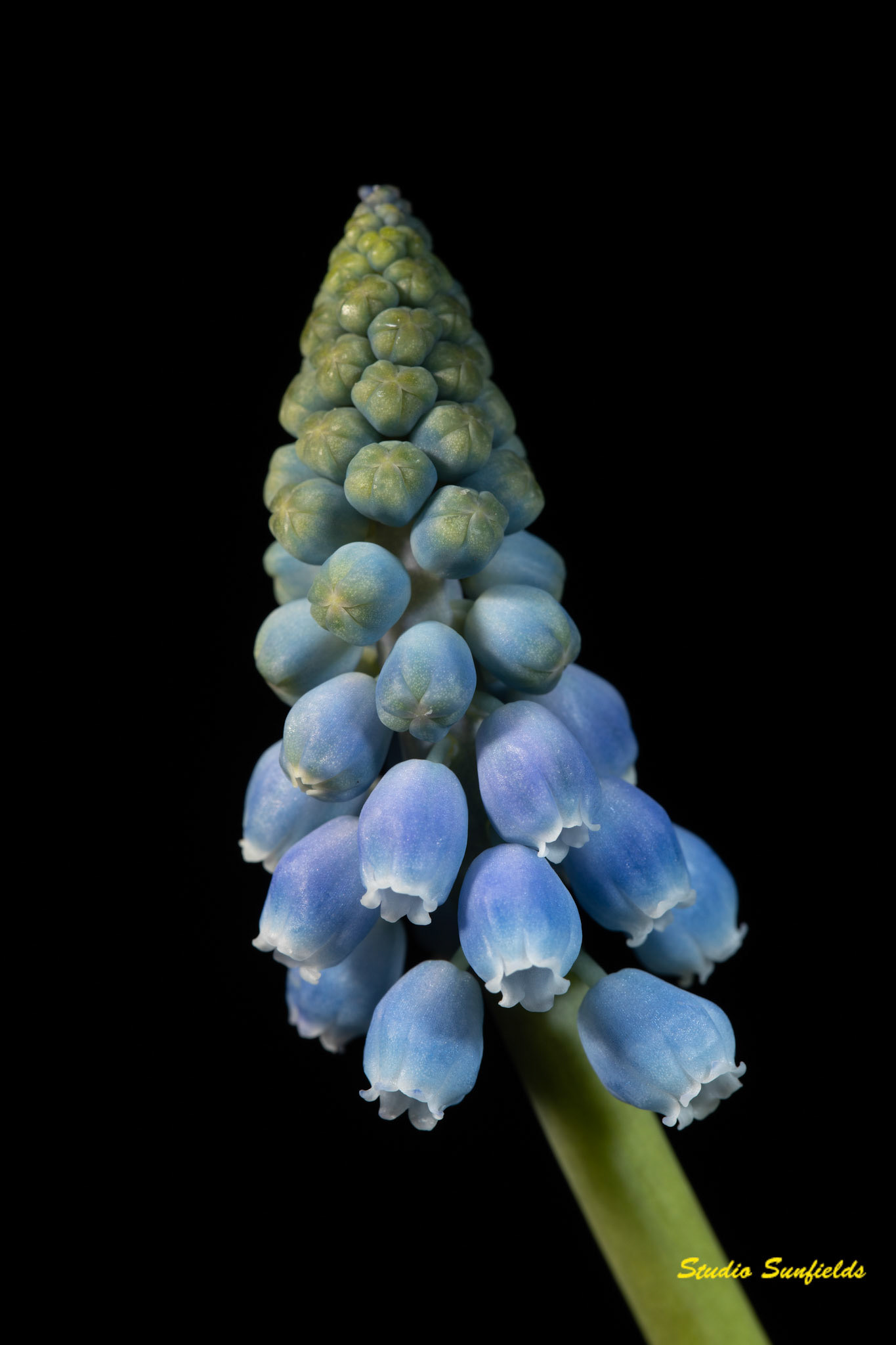 Muscari armeniacum