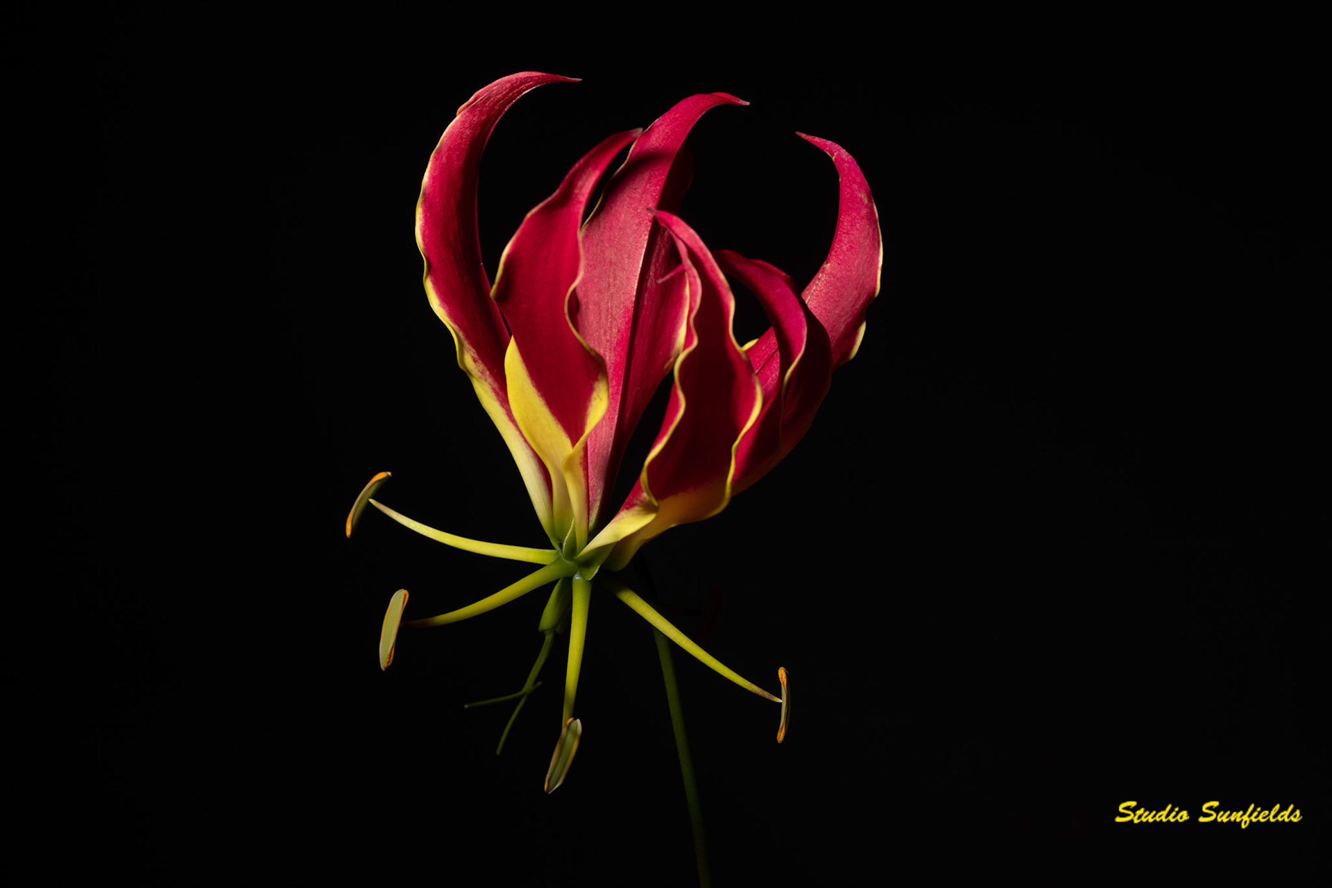 Gloriosa rothschildiana