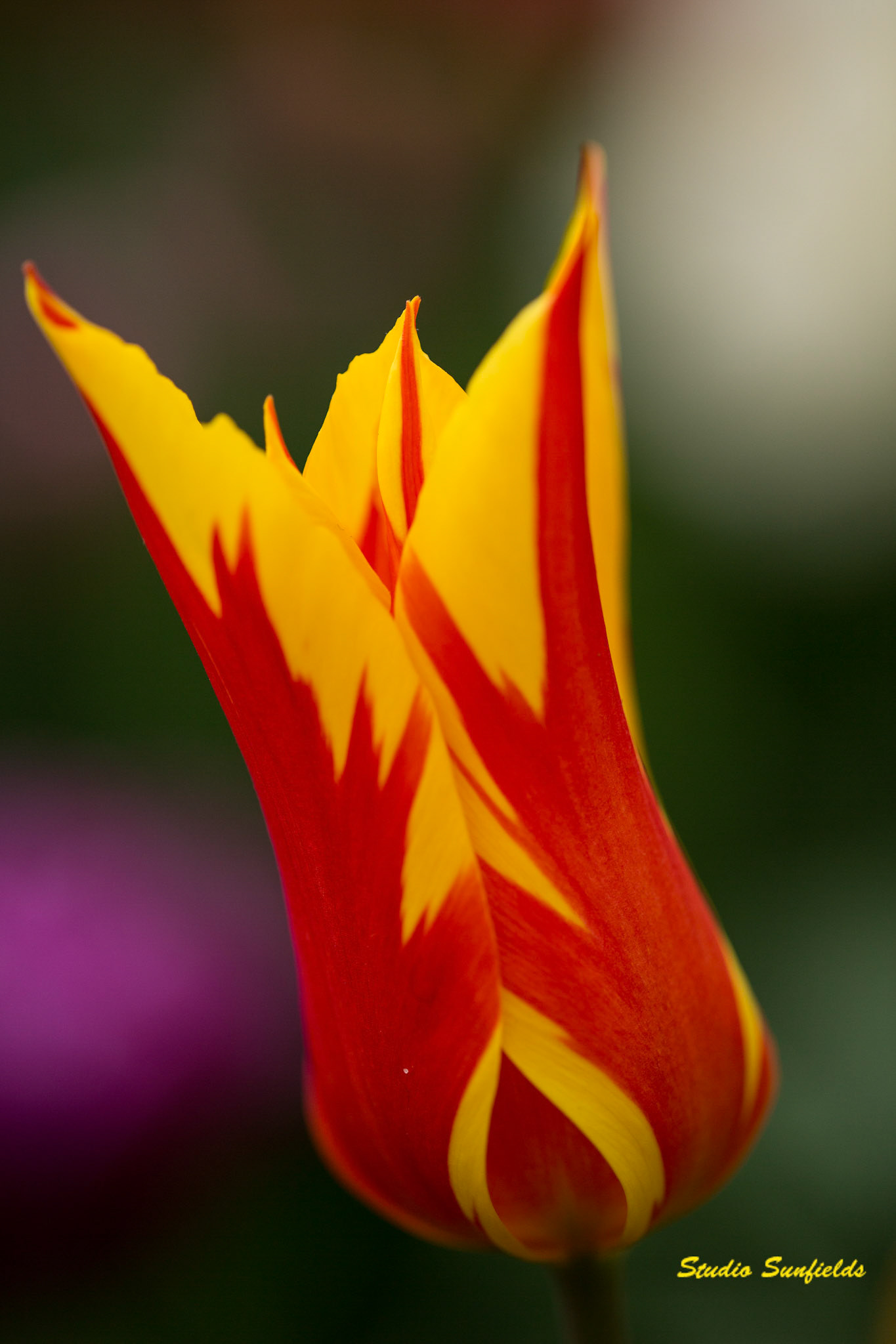Tulipa 'Fire Wings'