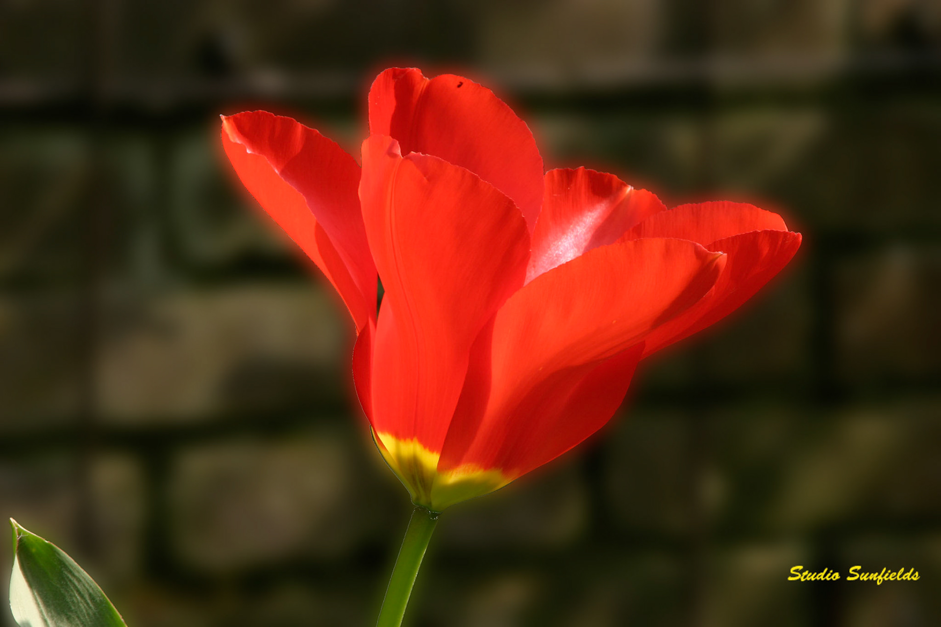 Tulipa 'Apeldoorn Red'
