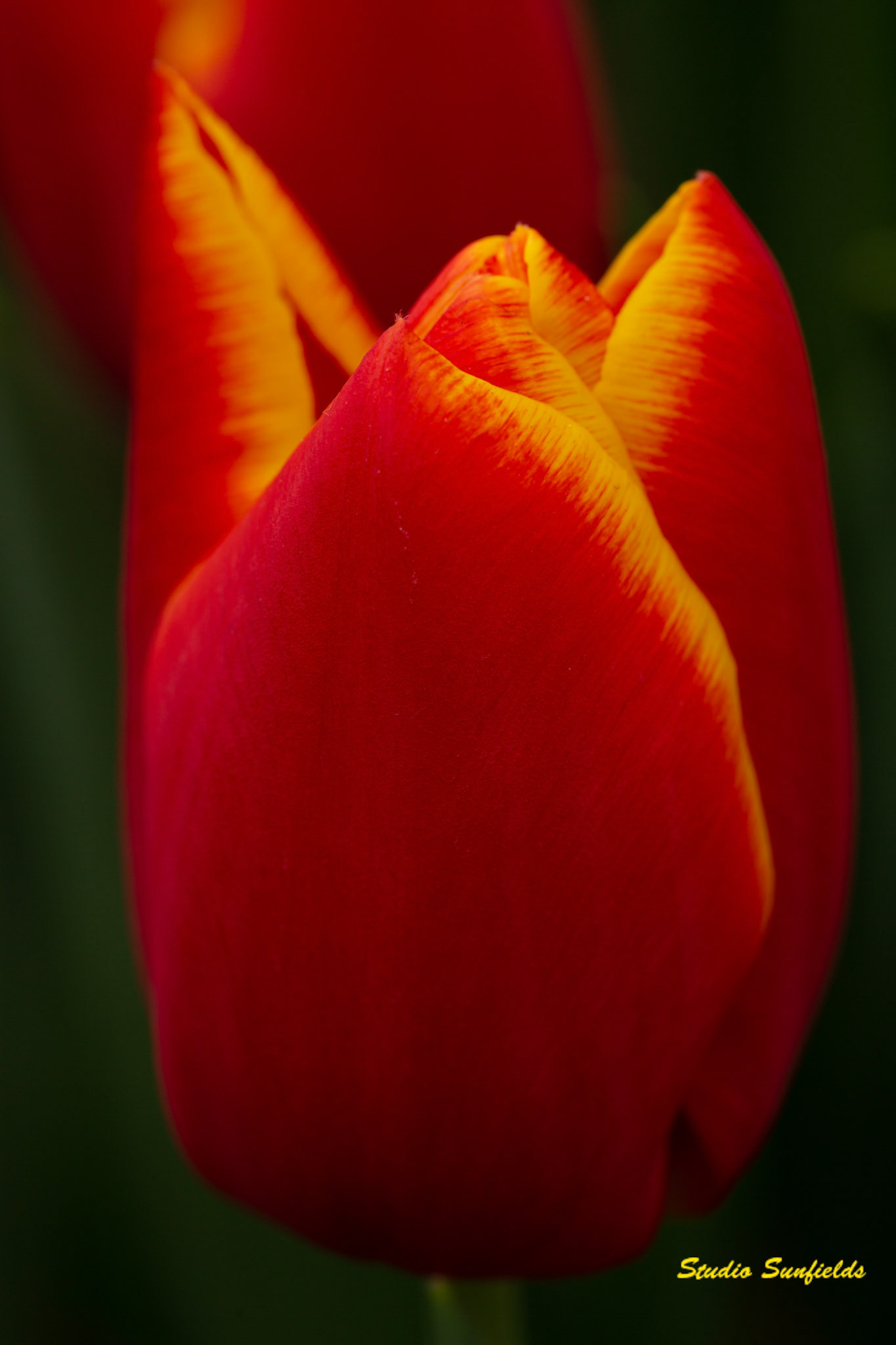 Tulipa 'Choice'