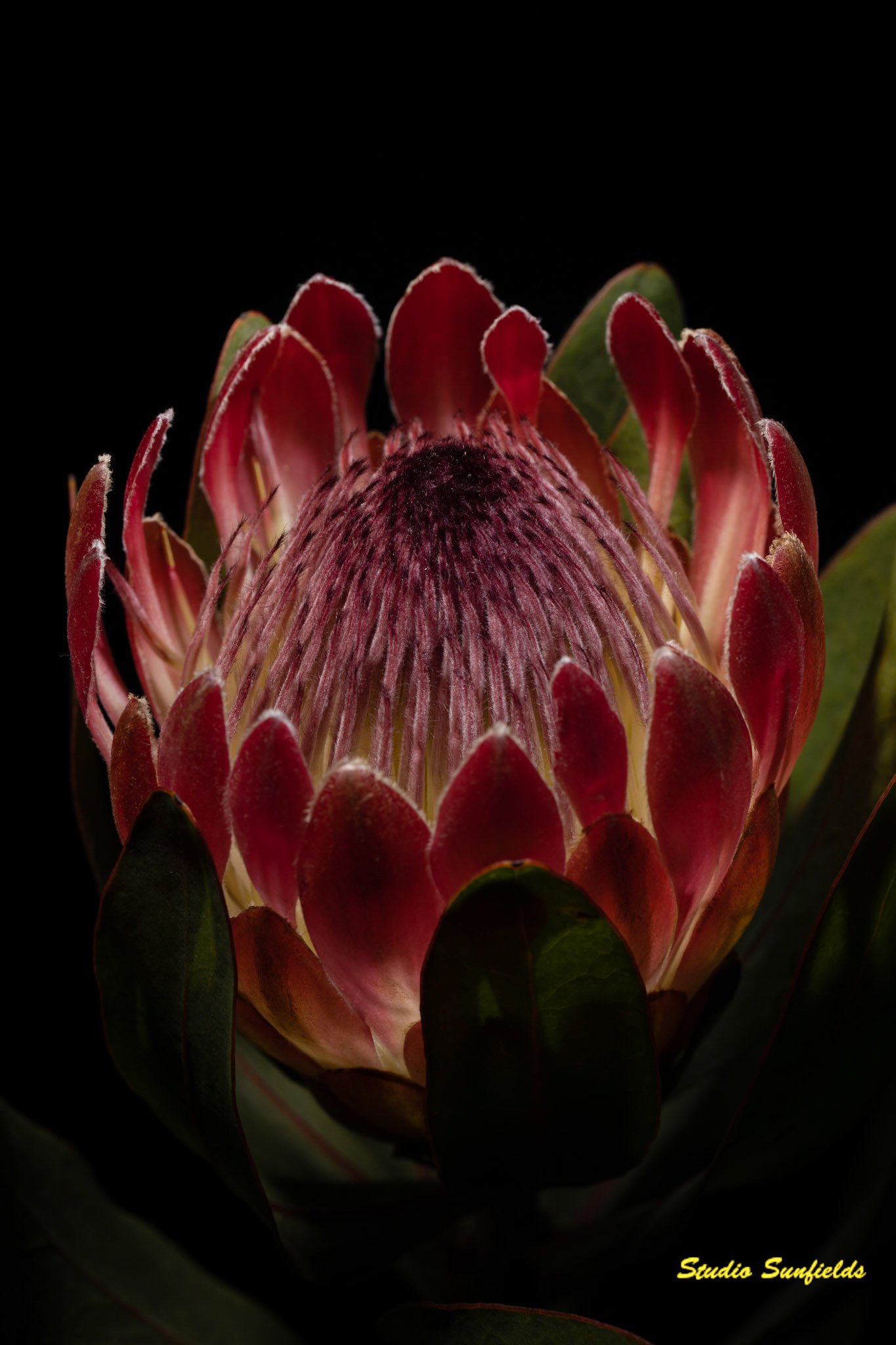 Protea cynaroides