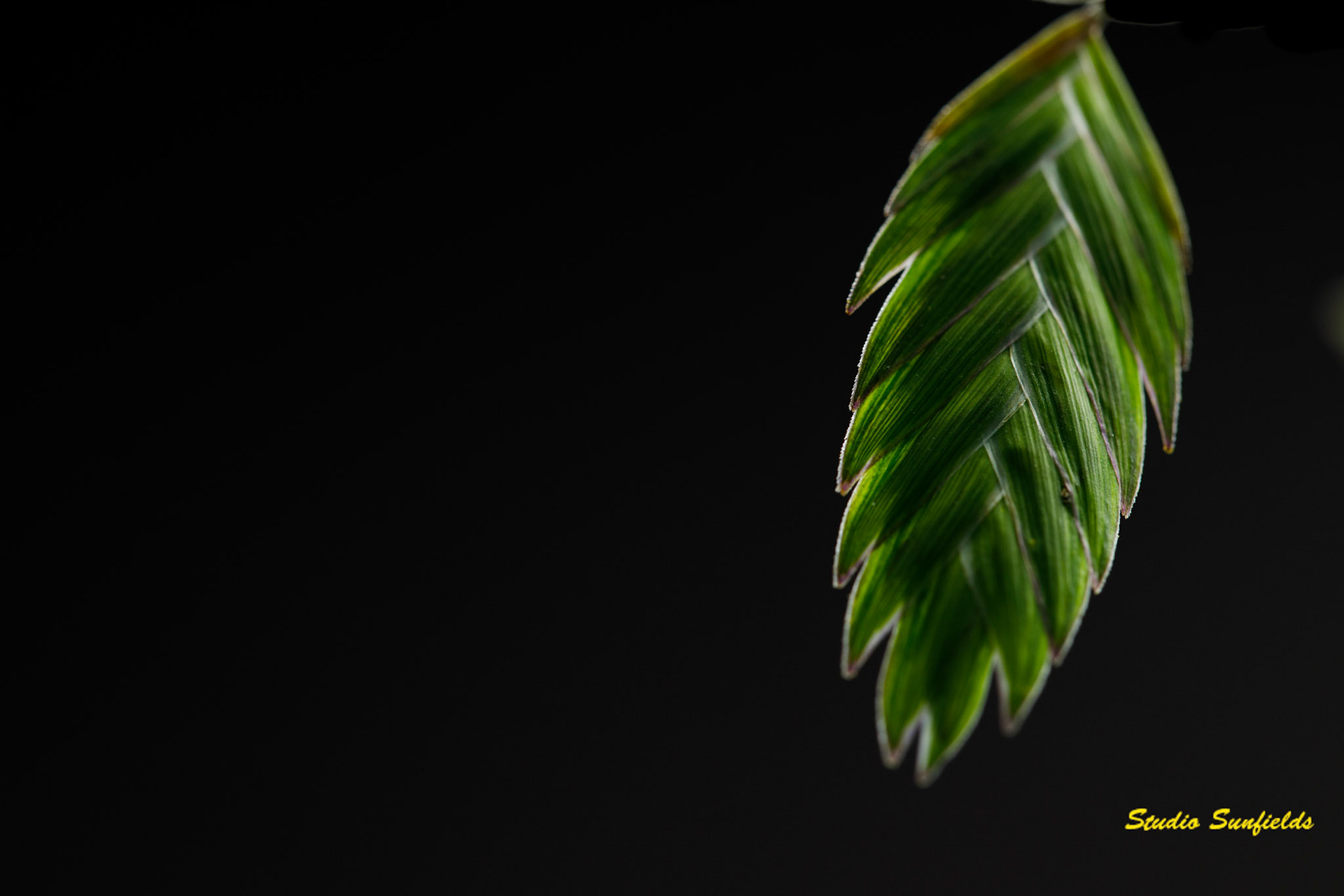Grass