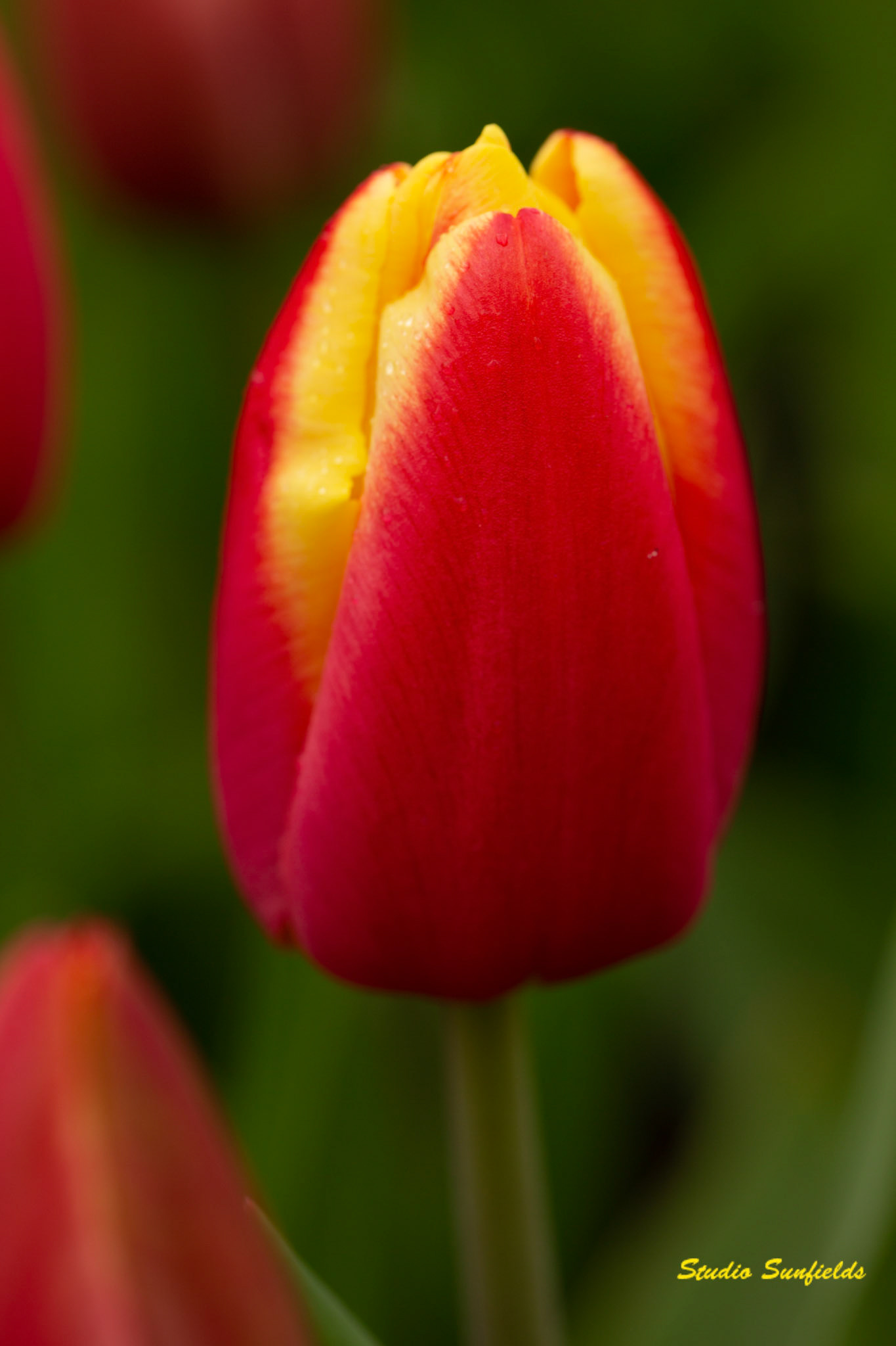 Tulipa 'Leen van der Mark'