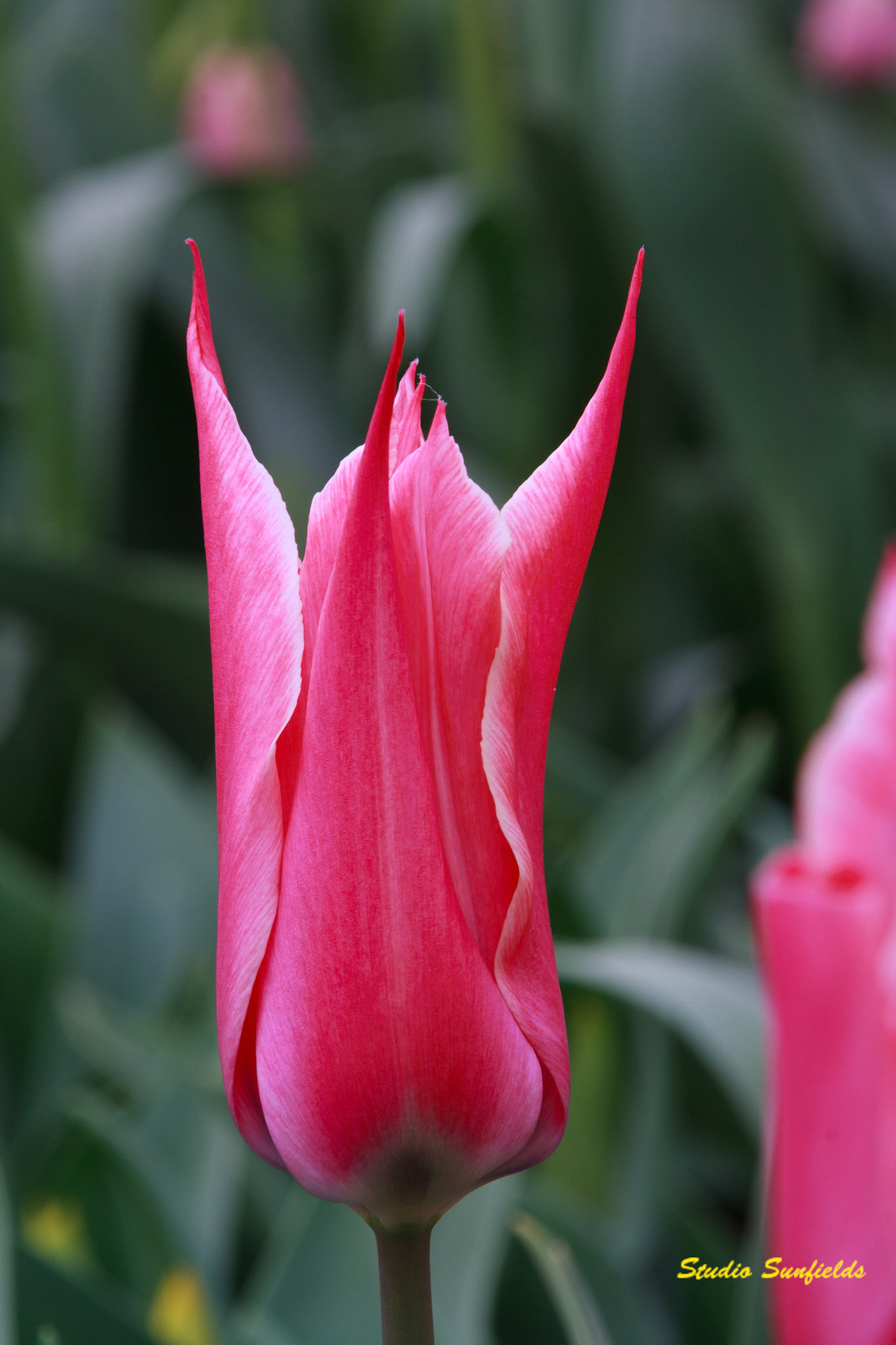 Tulipa 'Yonina' Leliebloemige