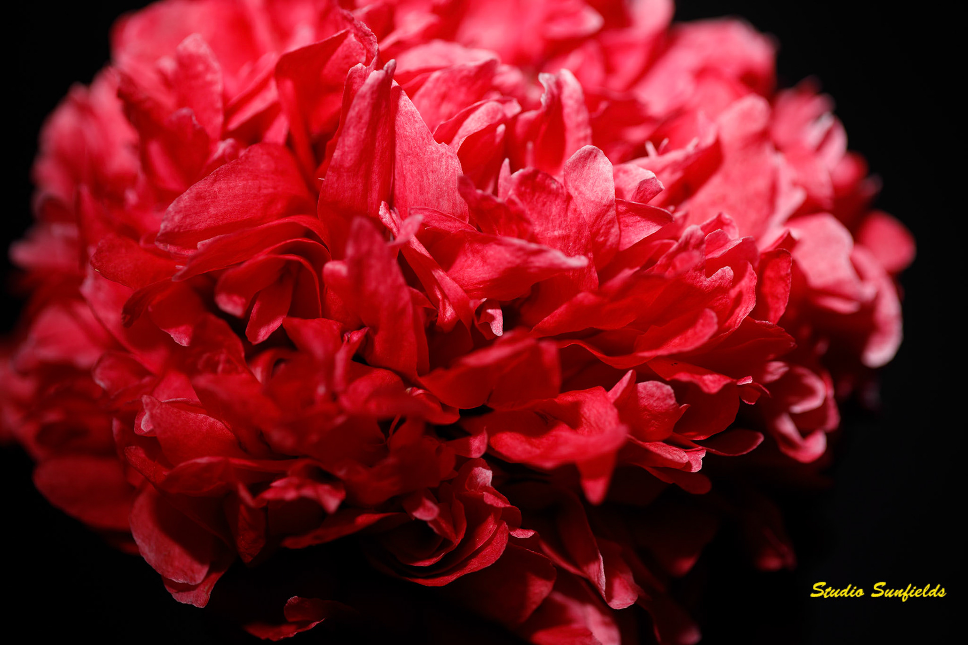 Papaver soniferum
