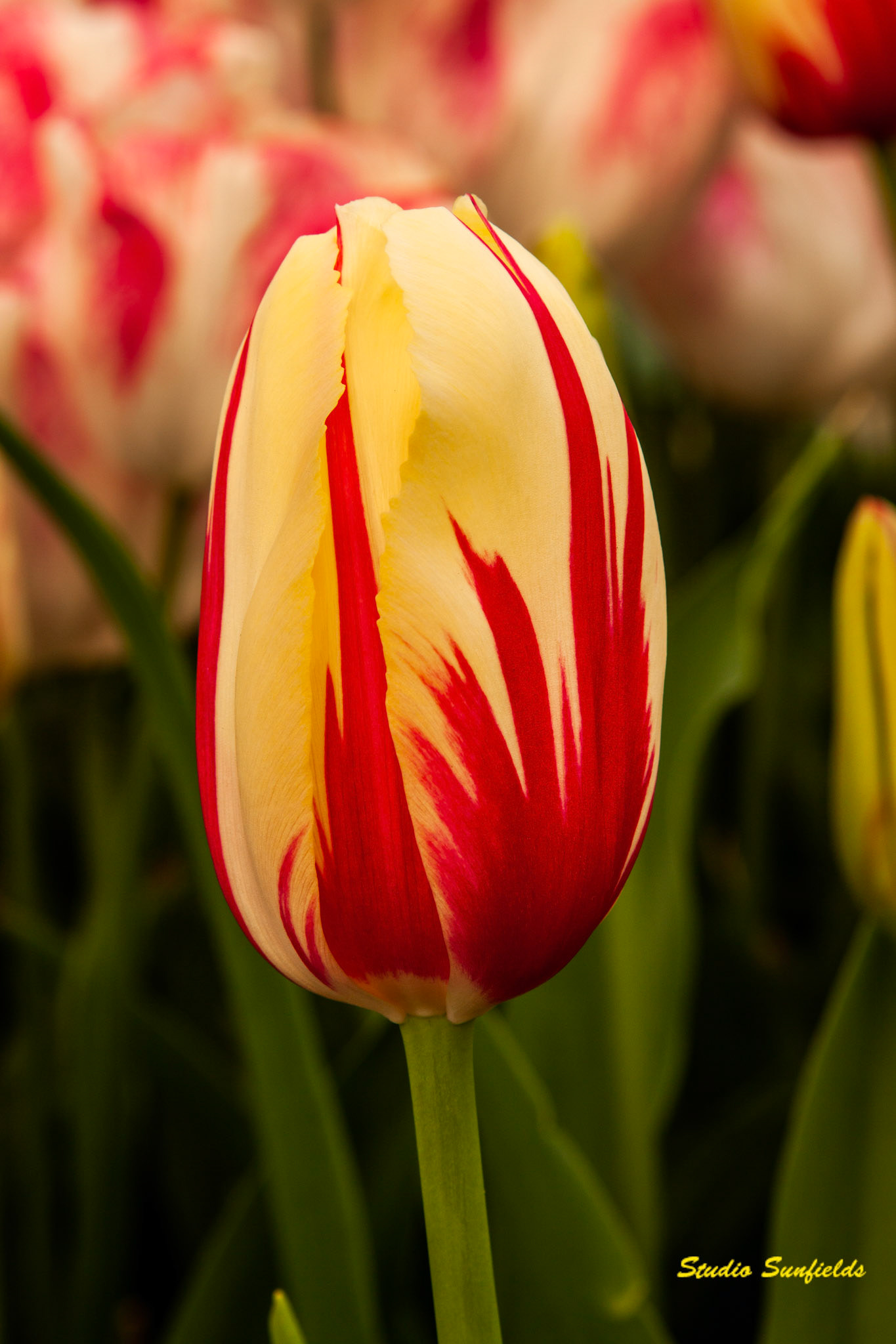 Tulipa 'Twinkle'