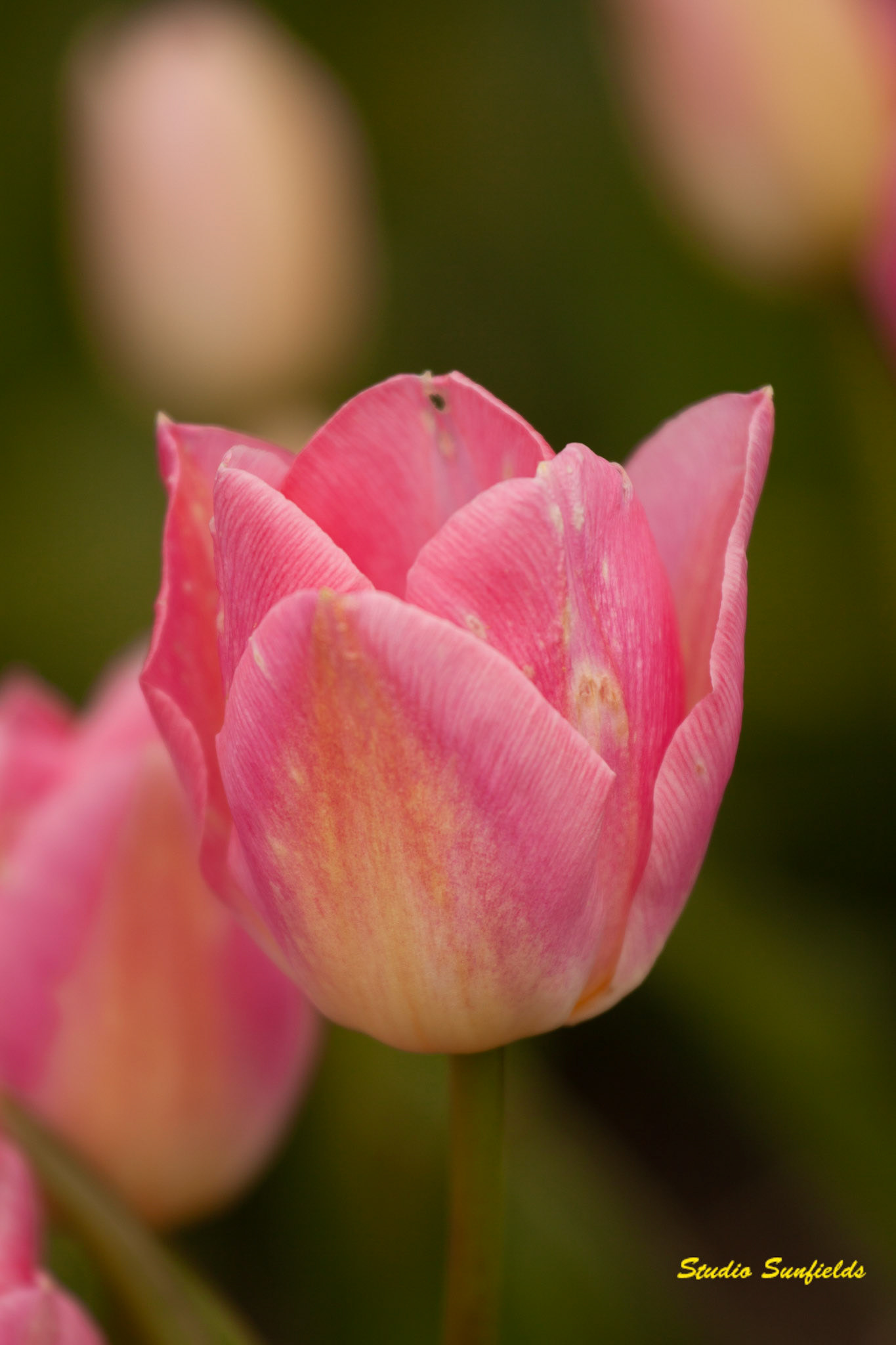 Tulipa "Dynasty"