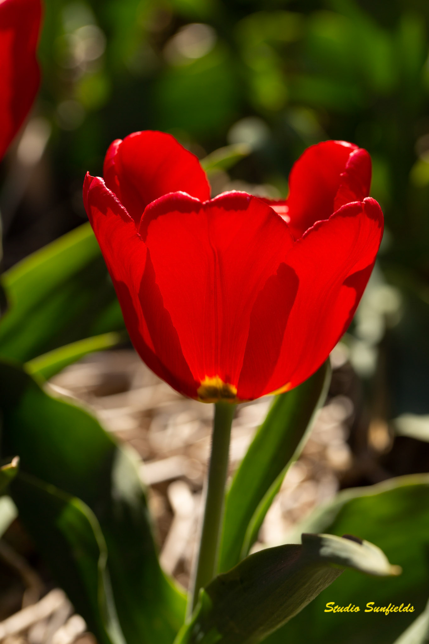 Tulipa "Brutus" enkele vroege