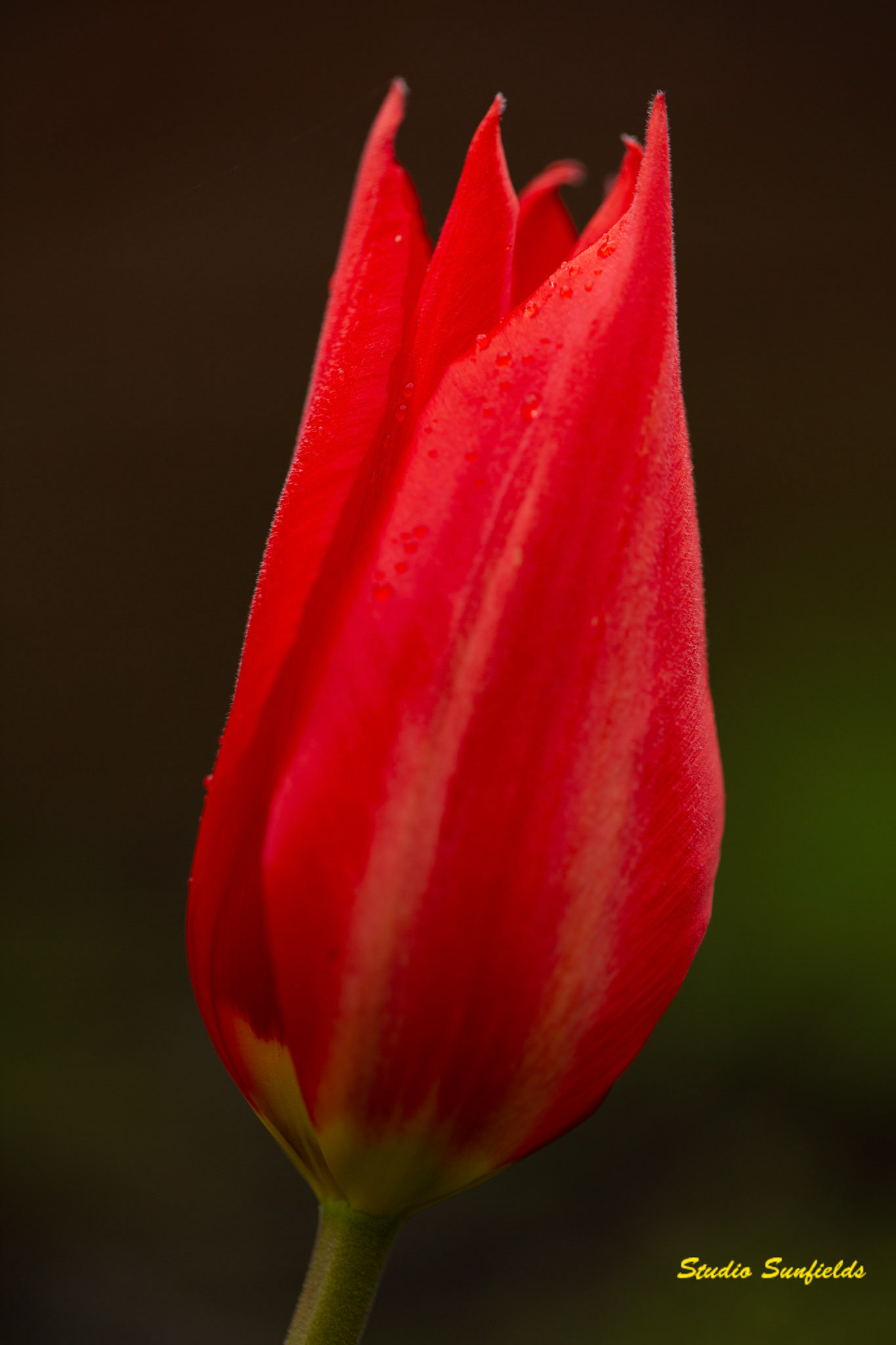 Tulipa 'Apeldoorn',
