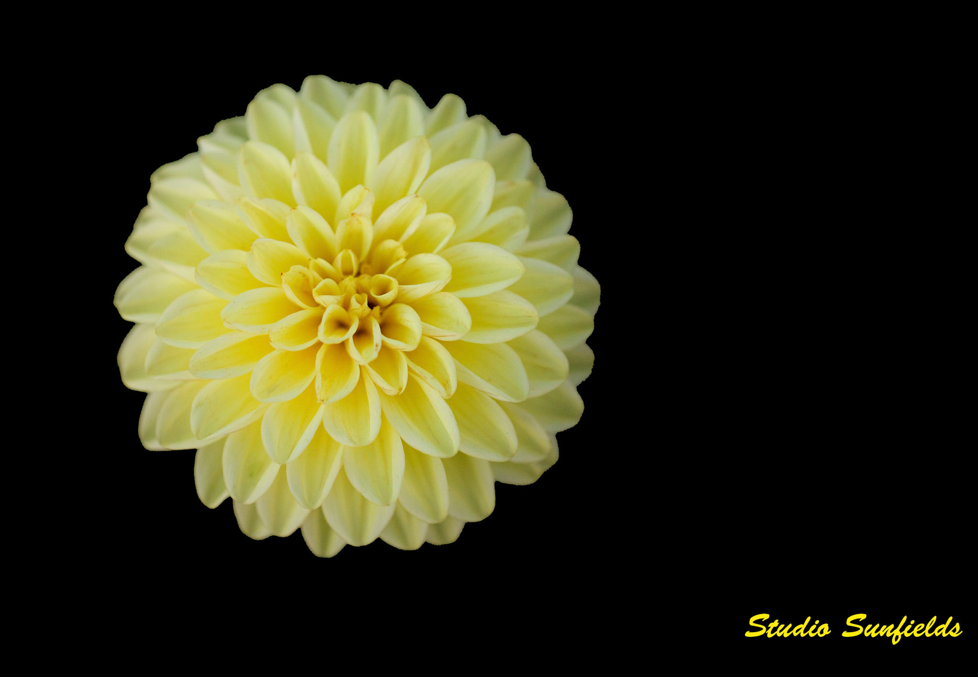 Dahilia 'Bal Geel'