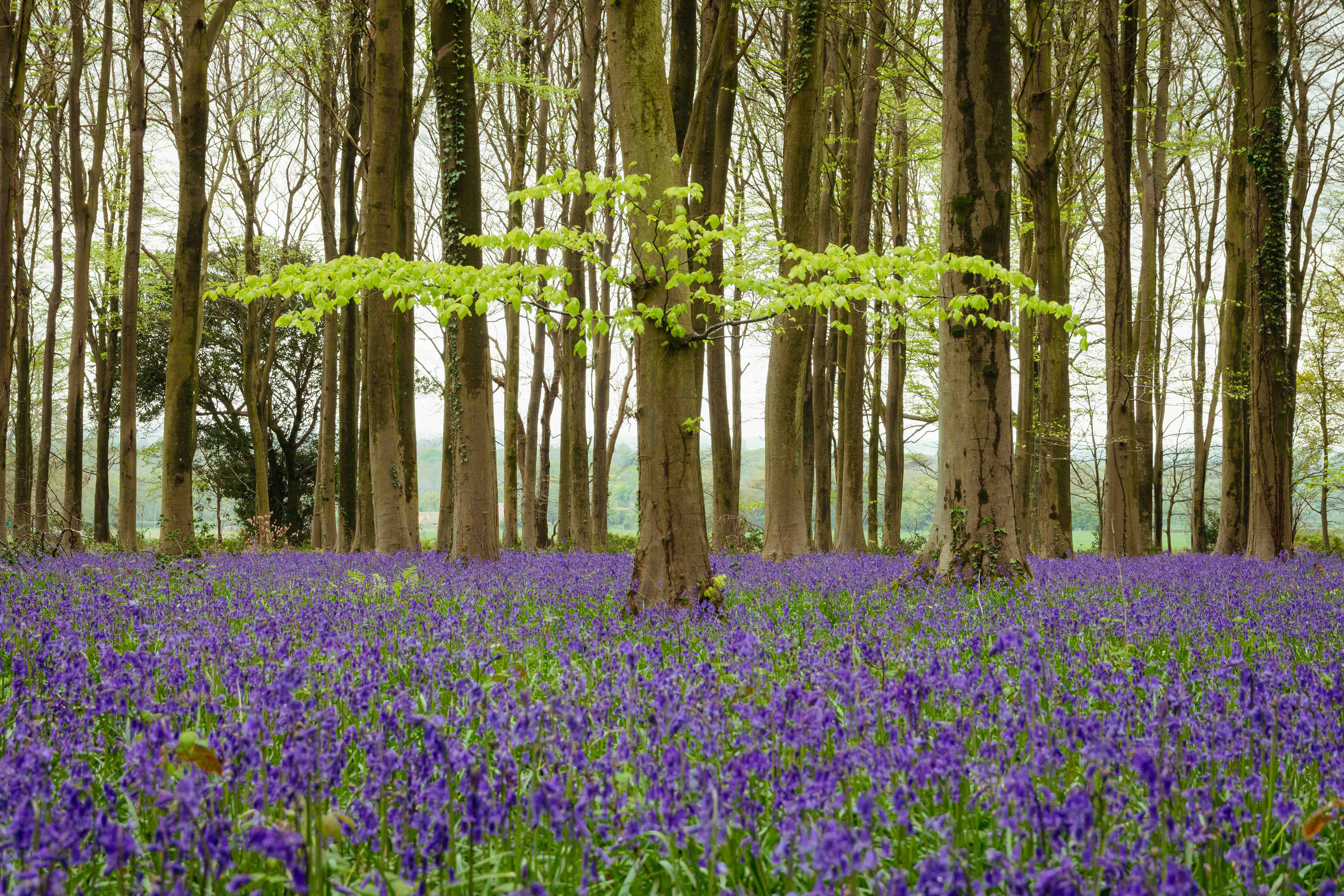 Angmering Park Estate 2024