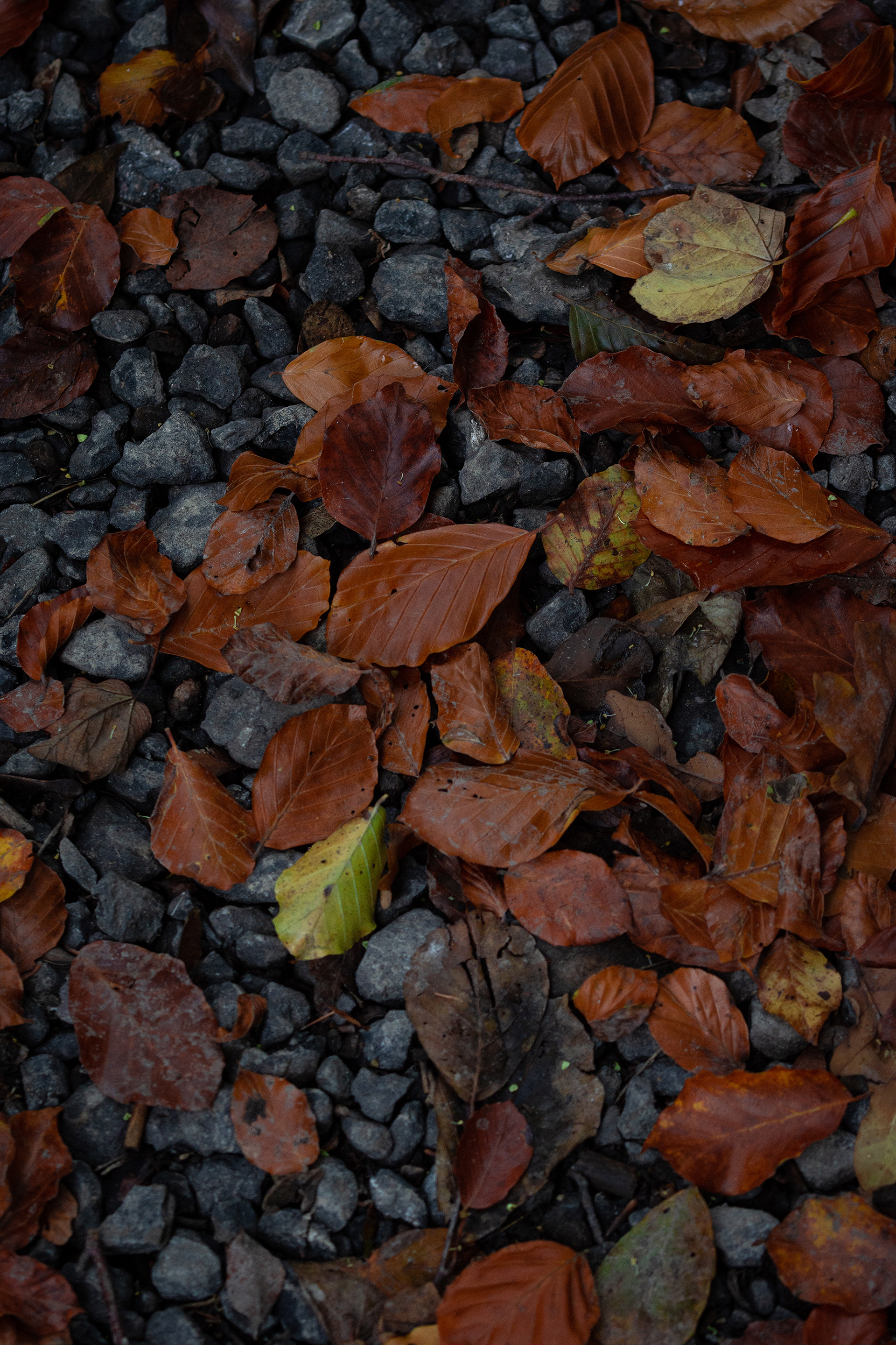 Autumn 2022