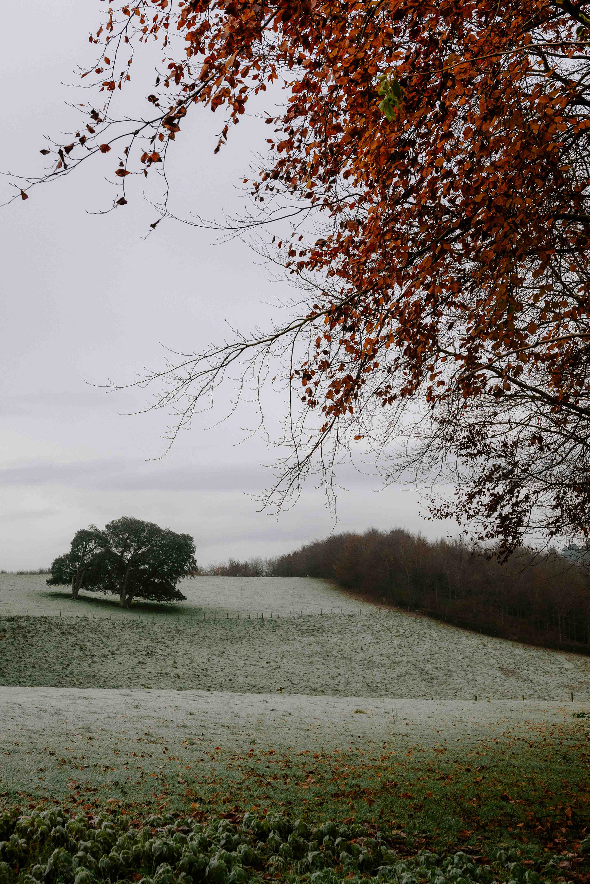 Arundel Park December 2022