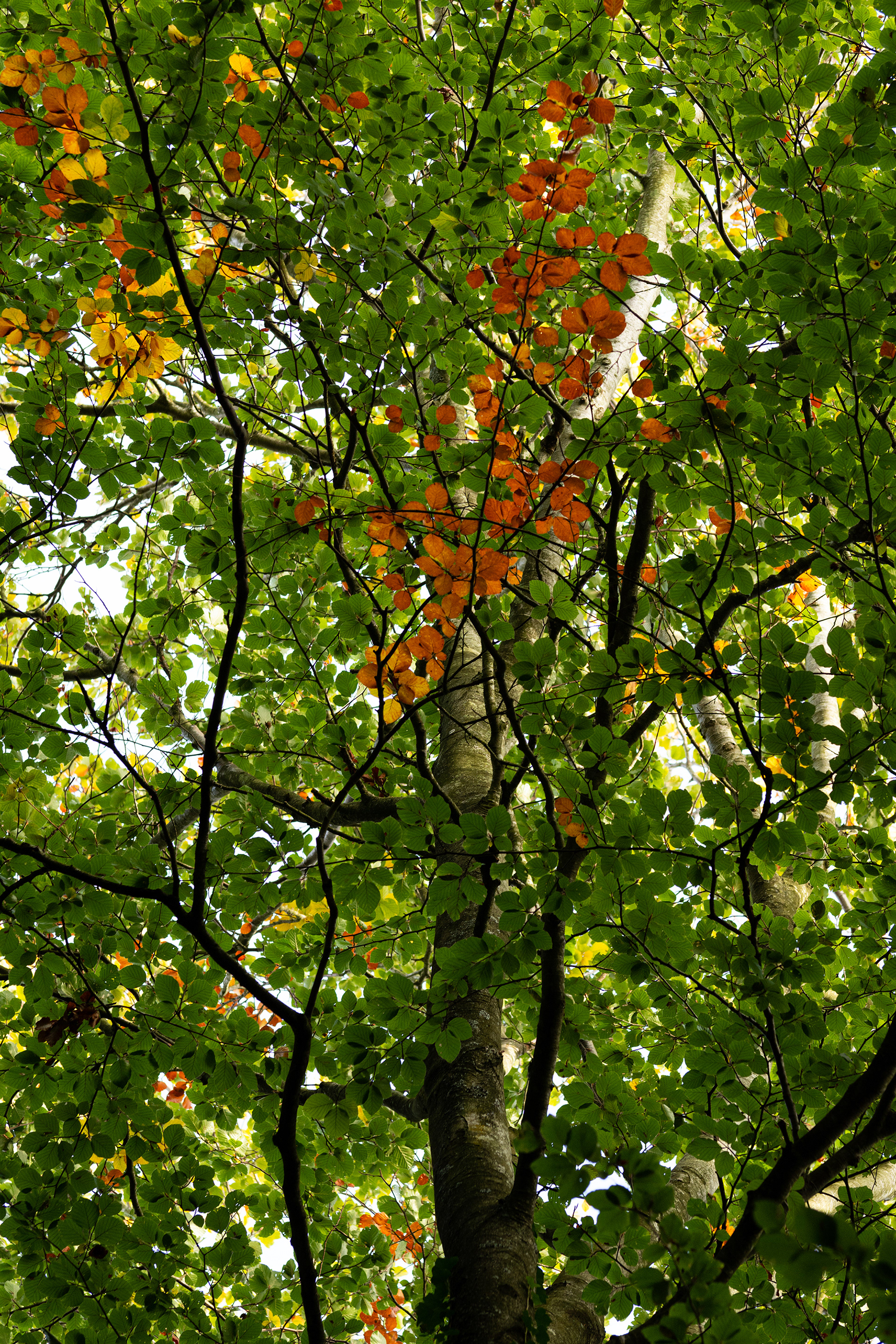 Autumn 2022