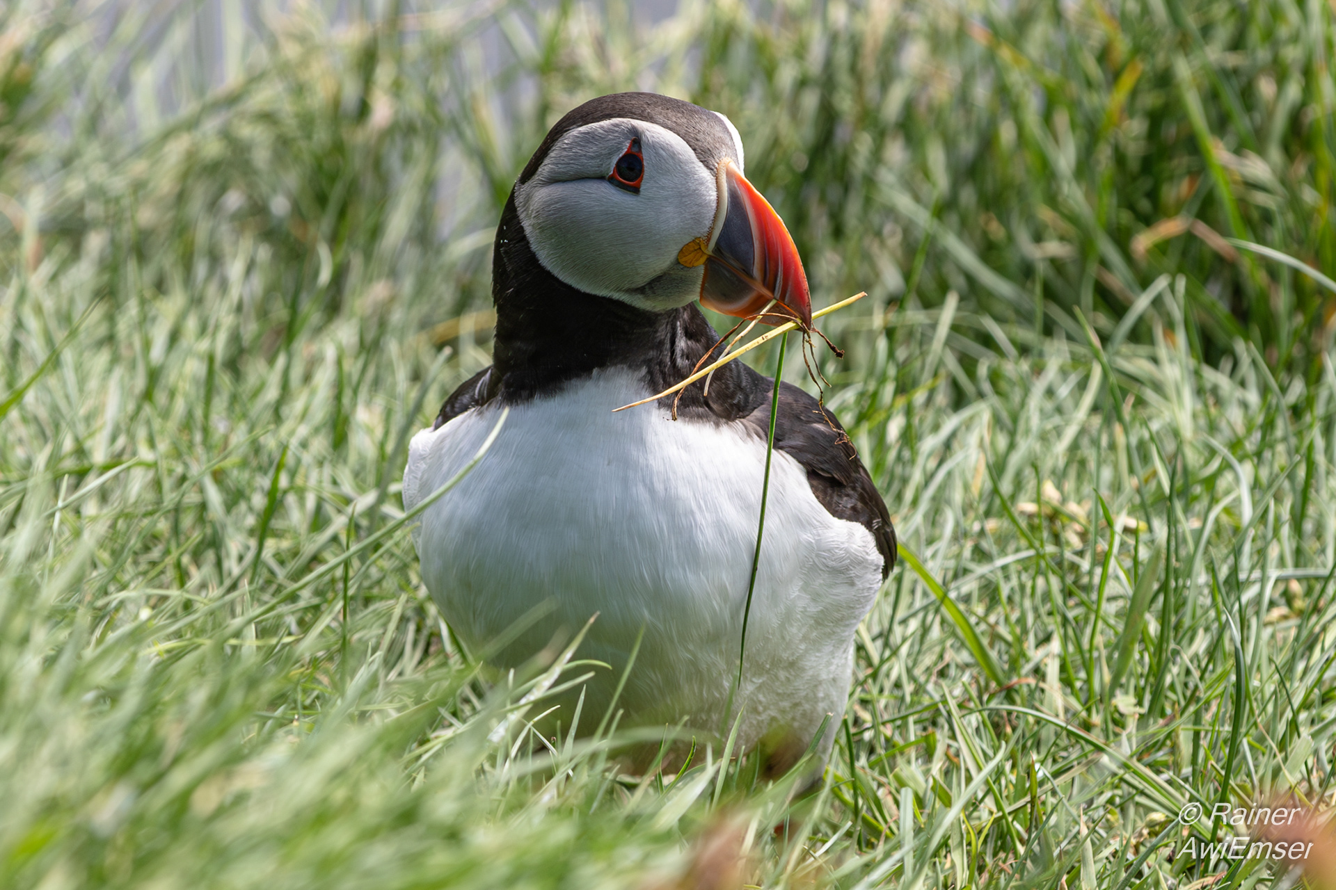 Papageientaucher/Puffins auf Mykines, Färöer