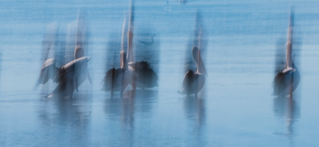 #4  Pelicans, Phillip Island Vic