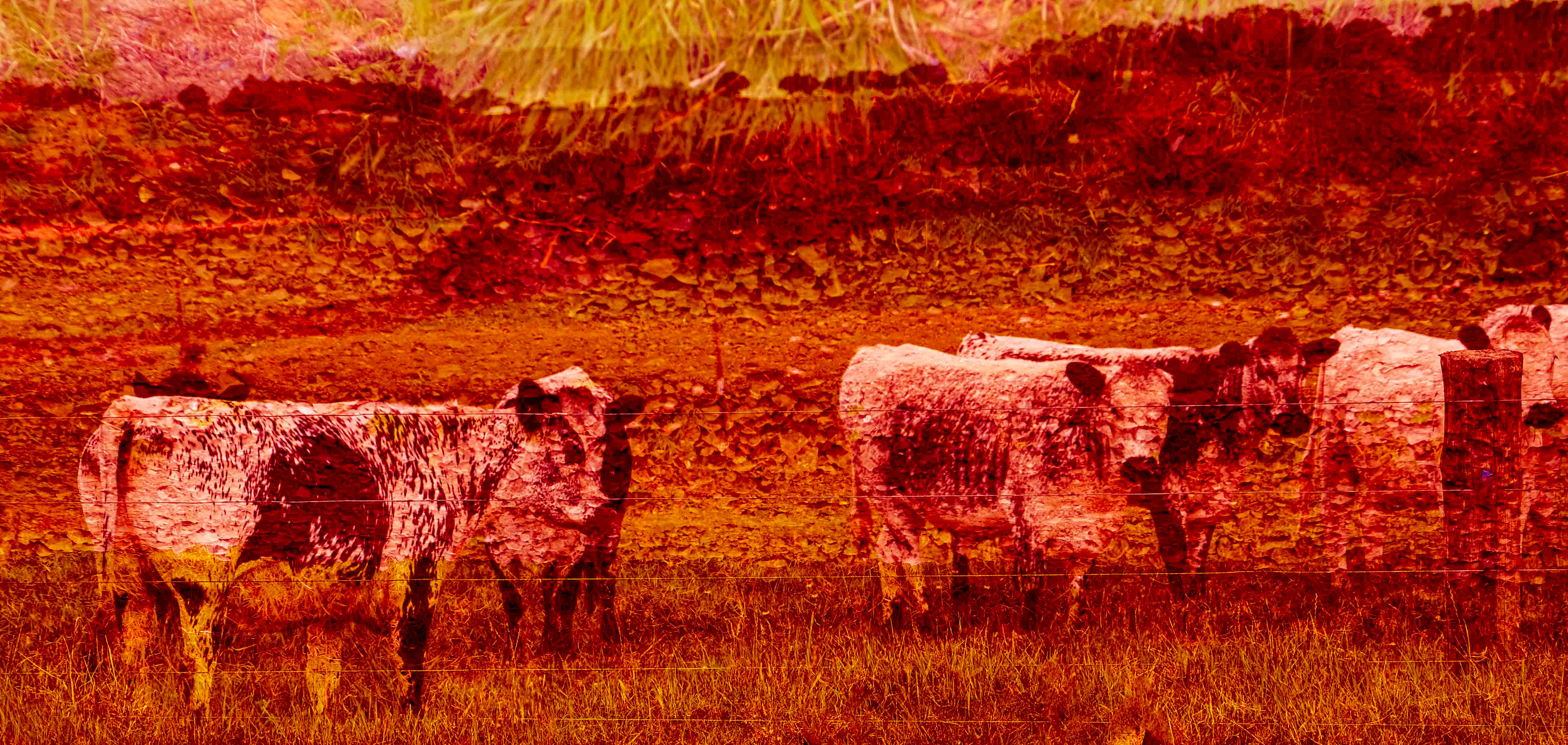 #24  Speckle Park cattle at Mairetahi south Kaipara Harbour