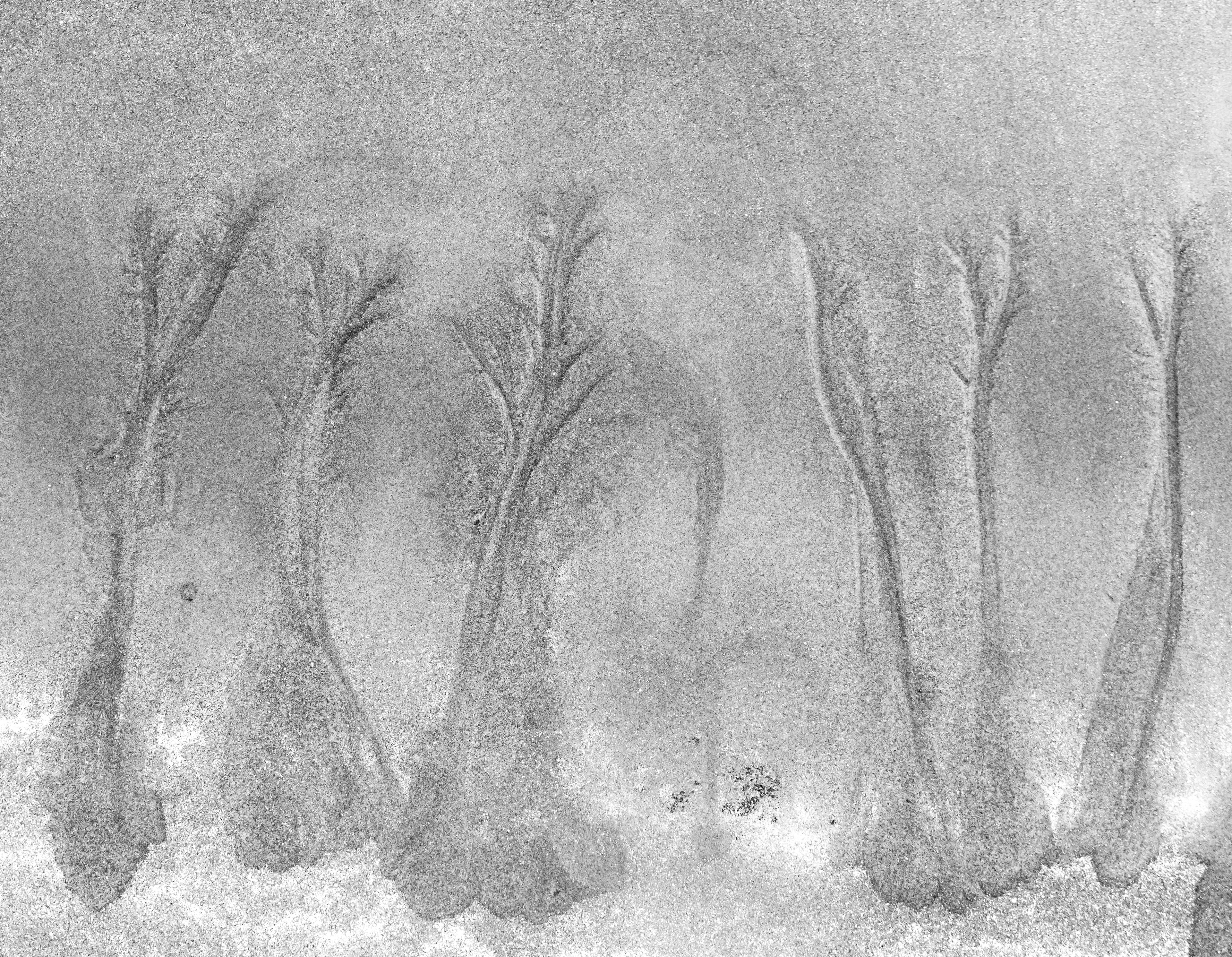echos of the forest