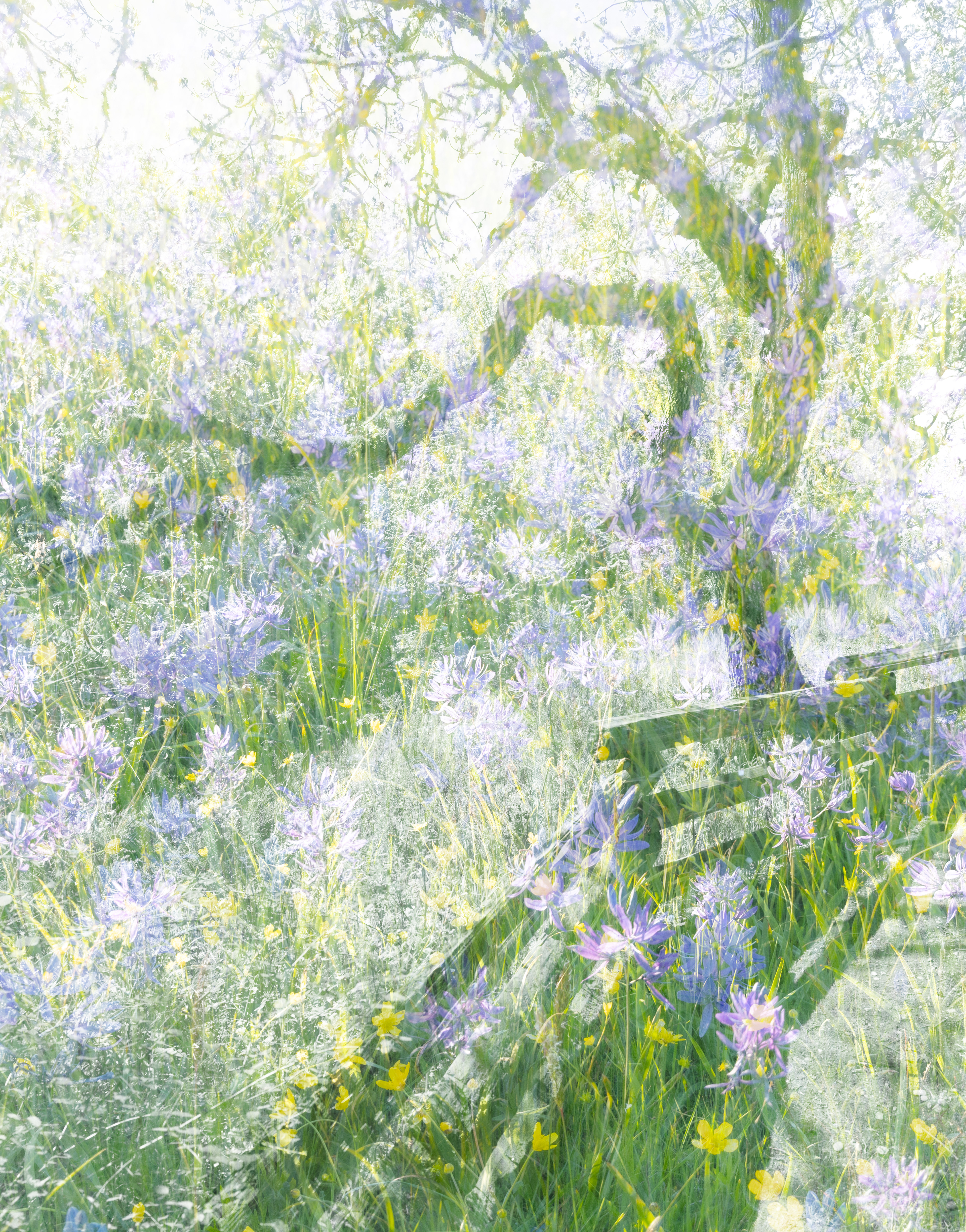 a camas ecosystem