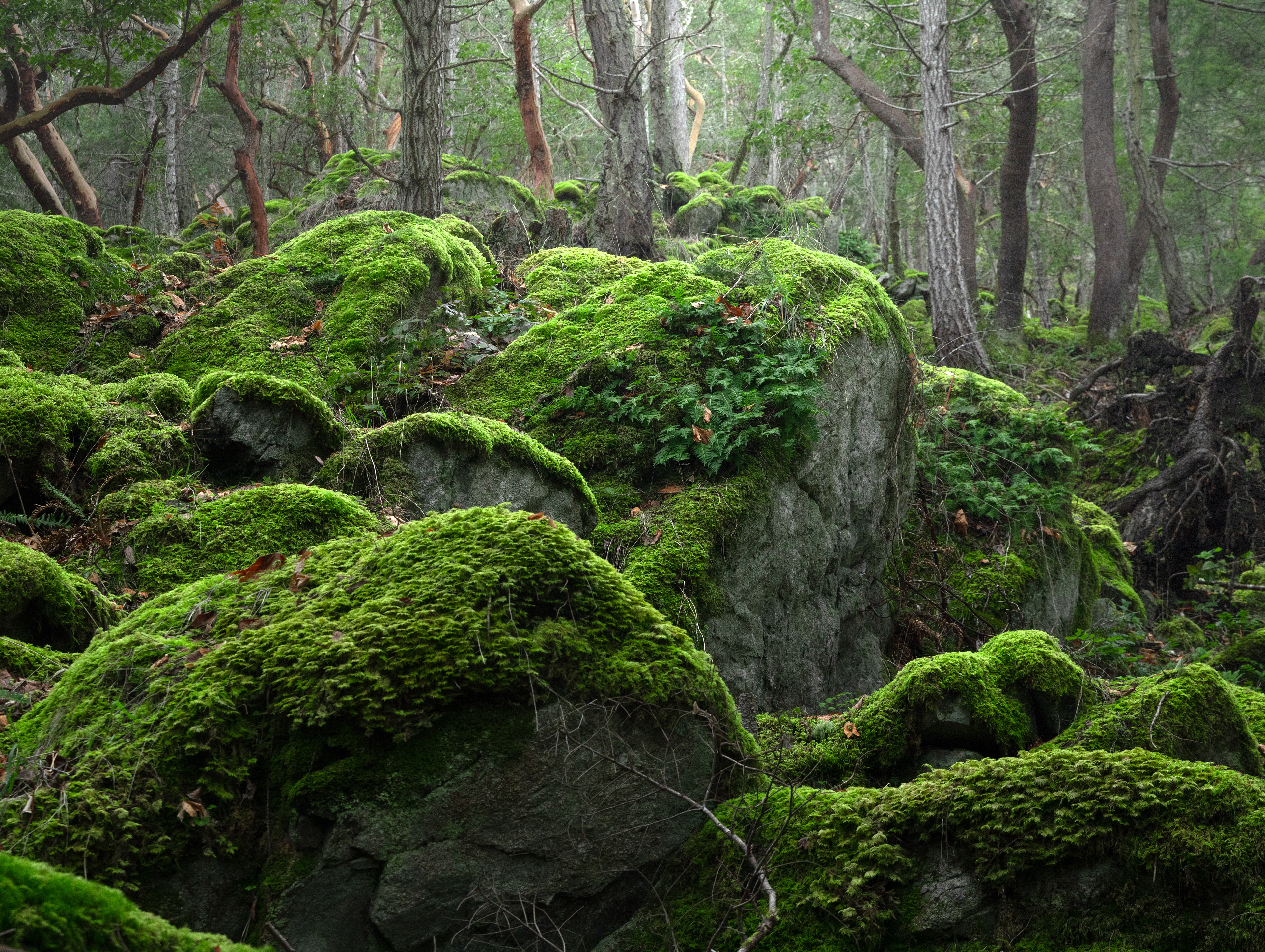moss song