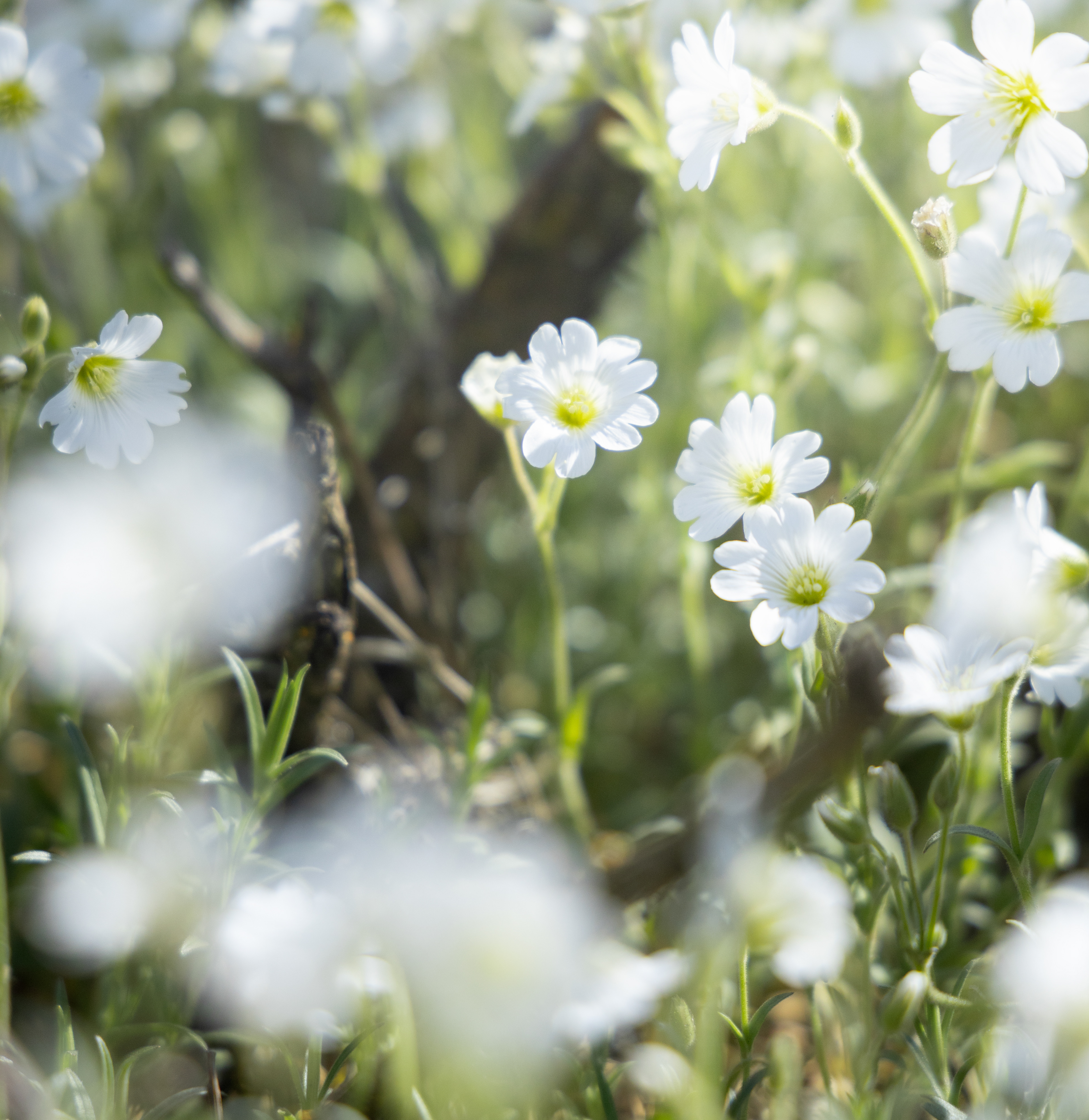 chickweed