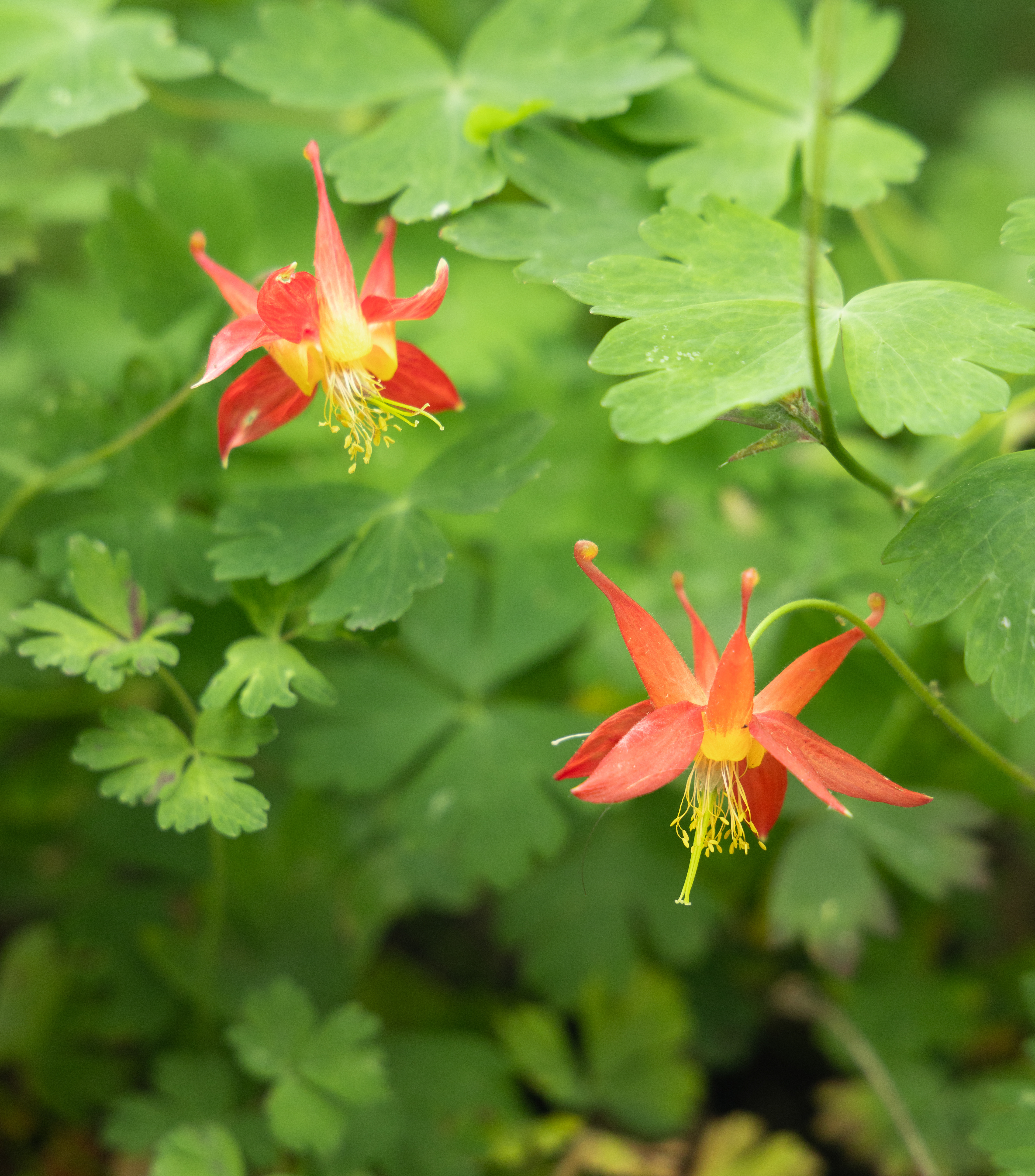 columbine