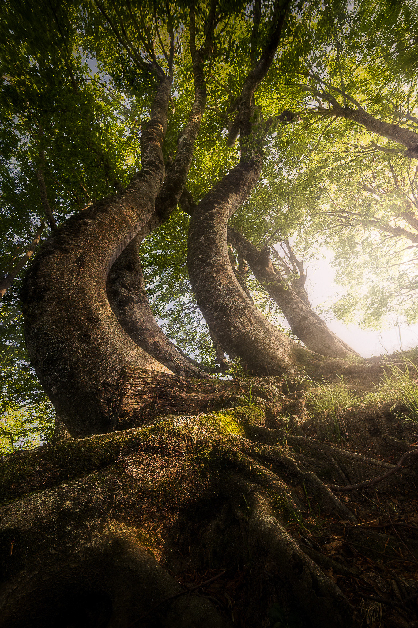 LA FORESTA INCANTATA