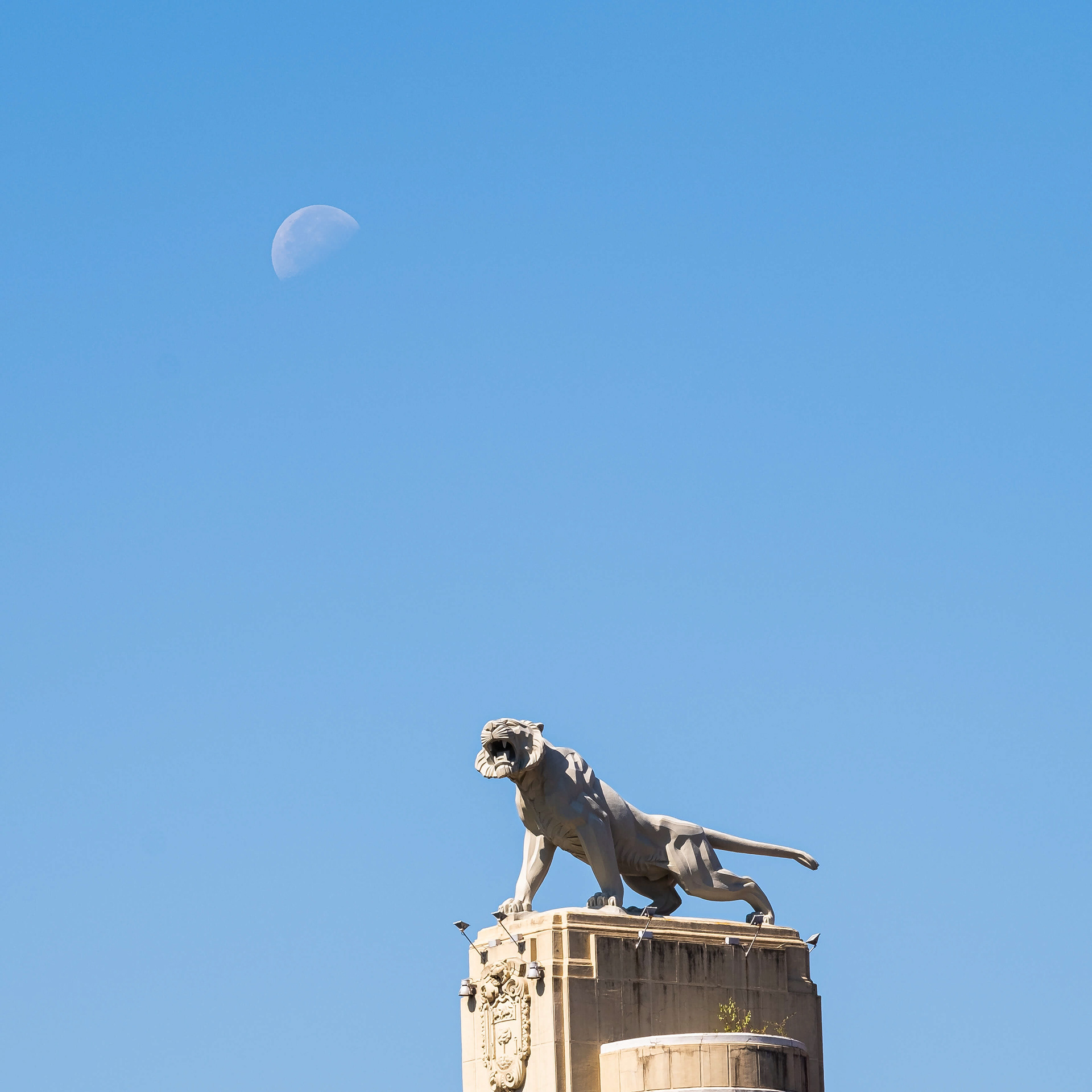 Tigre de Deusto y la luna