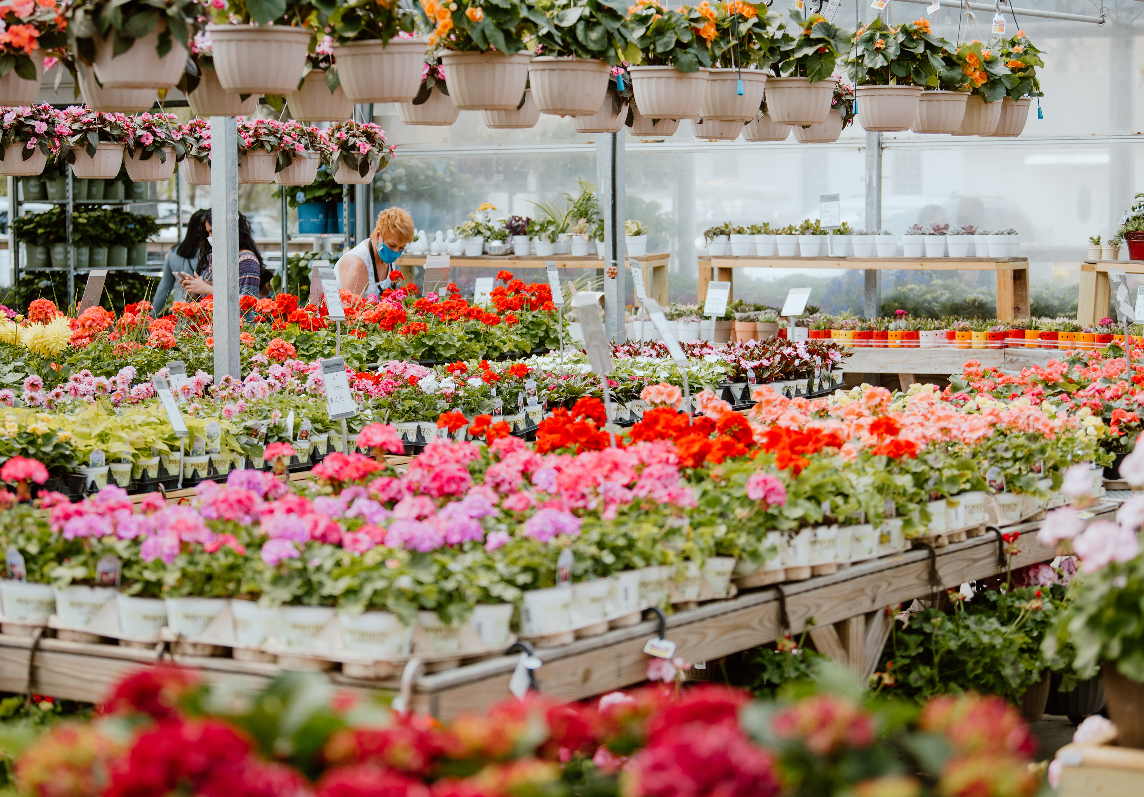 Leslie Blush, General Manager of the Waterdrinker Family Farm & Gardens in Manorville, NY,  maintains flowers in the nursery during the 2021 Long Island Tulip Festival. 