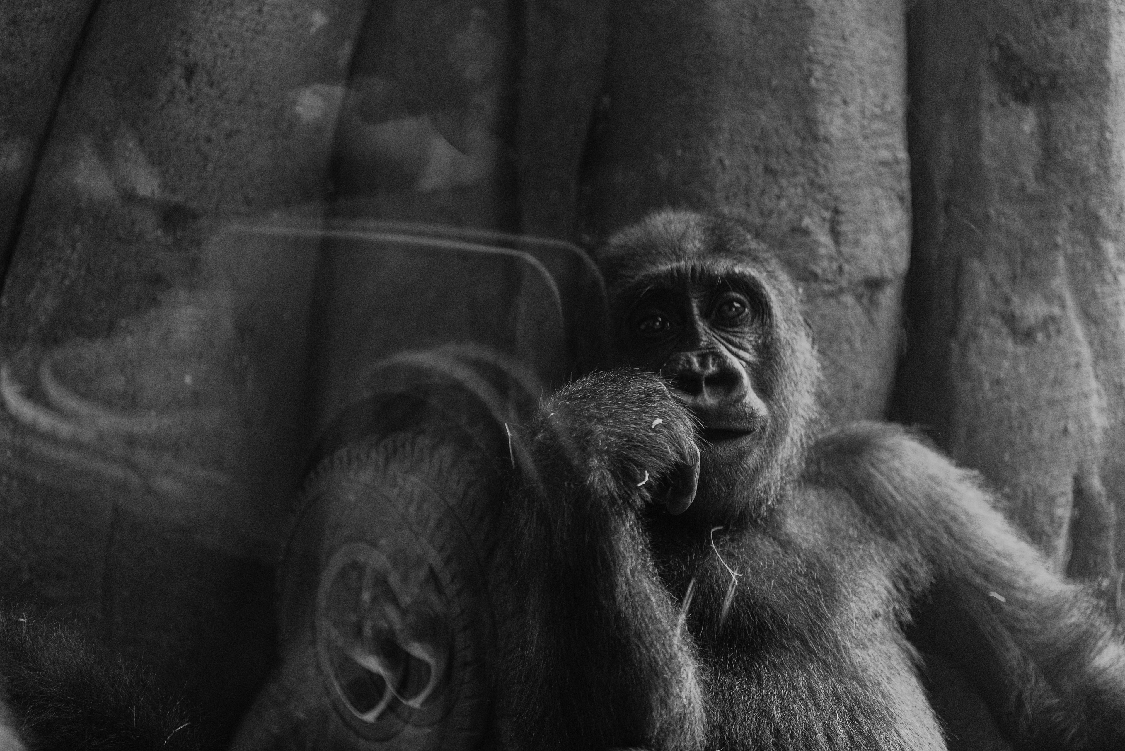 An adolescent gorilla spectates onlookers at the Jacksonville Zoo and Gardens, in Jacksonville, FL. 