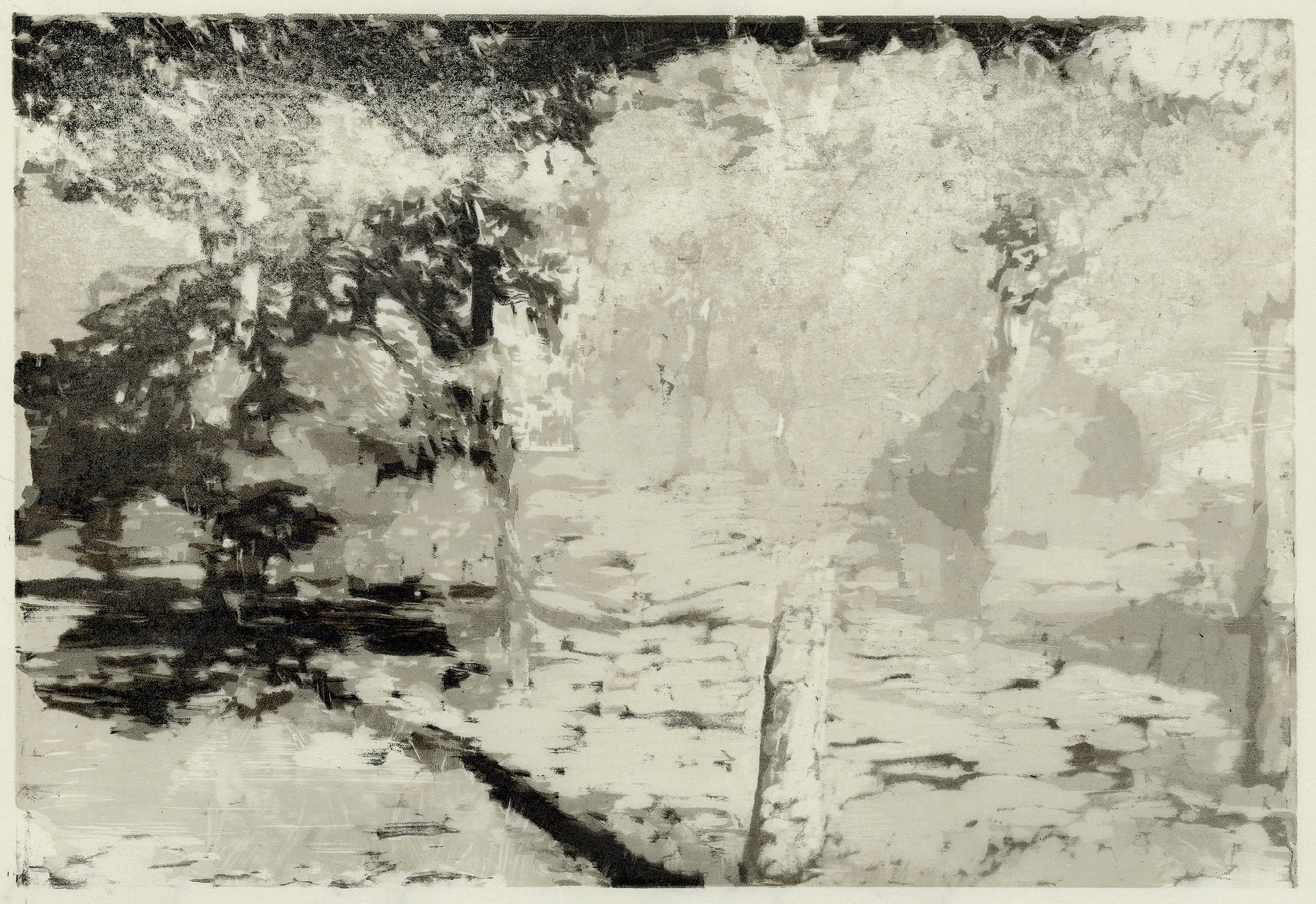 Birch Shadows