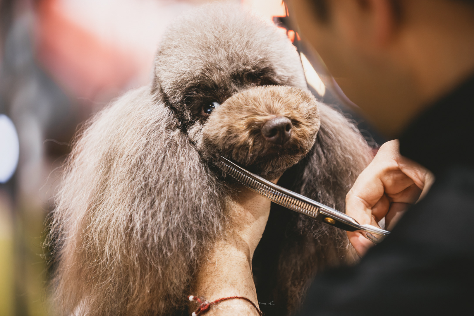 Grooming psa podczas zawodów