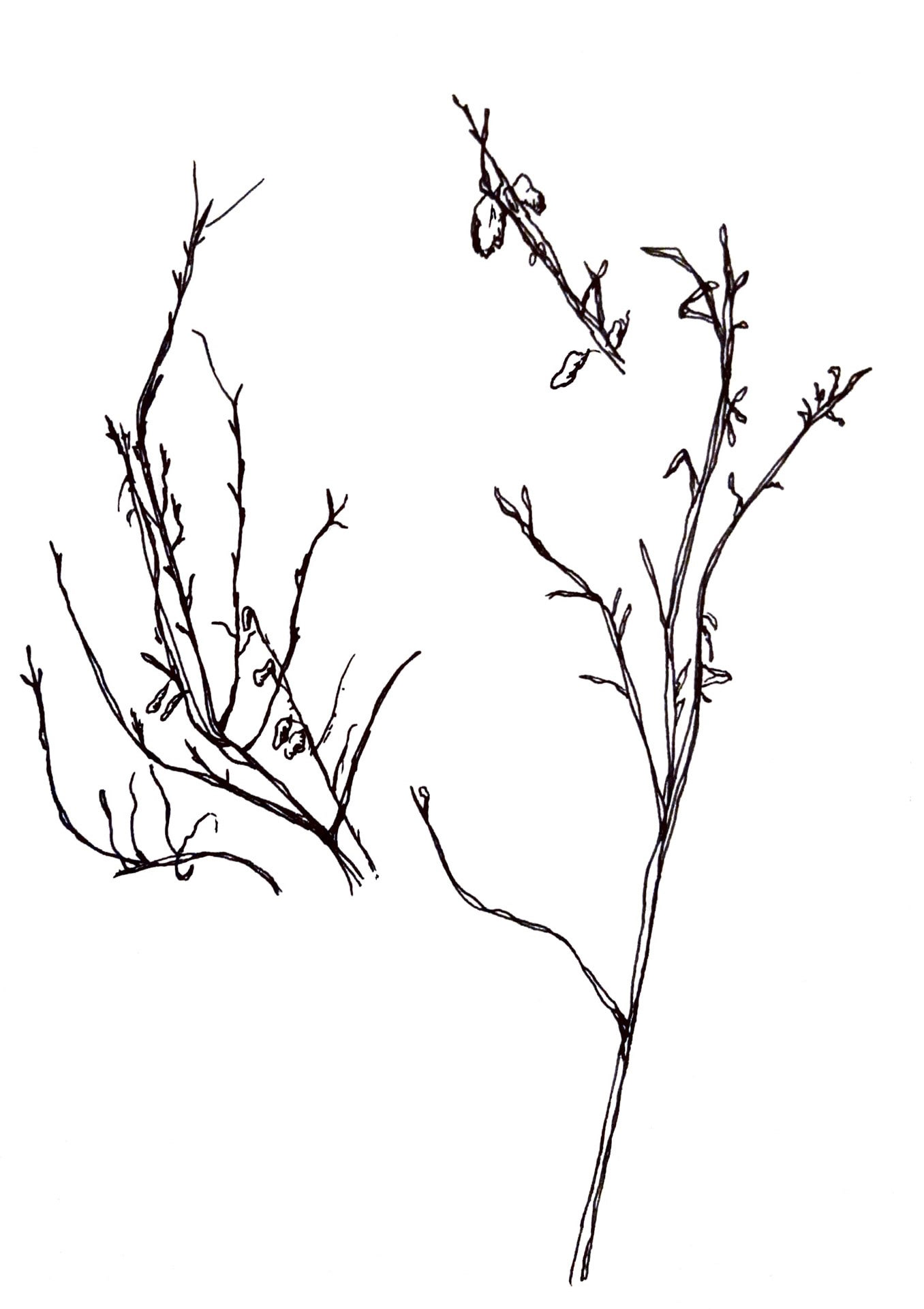 Branches.
