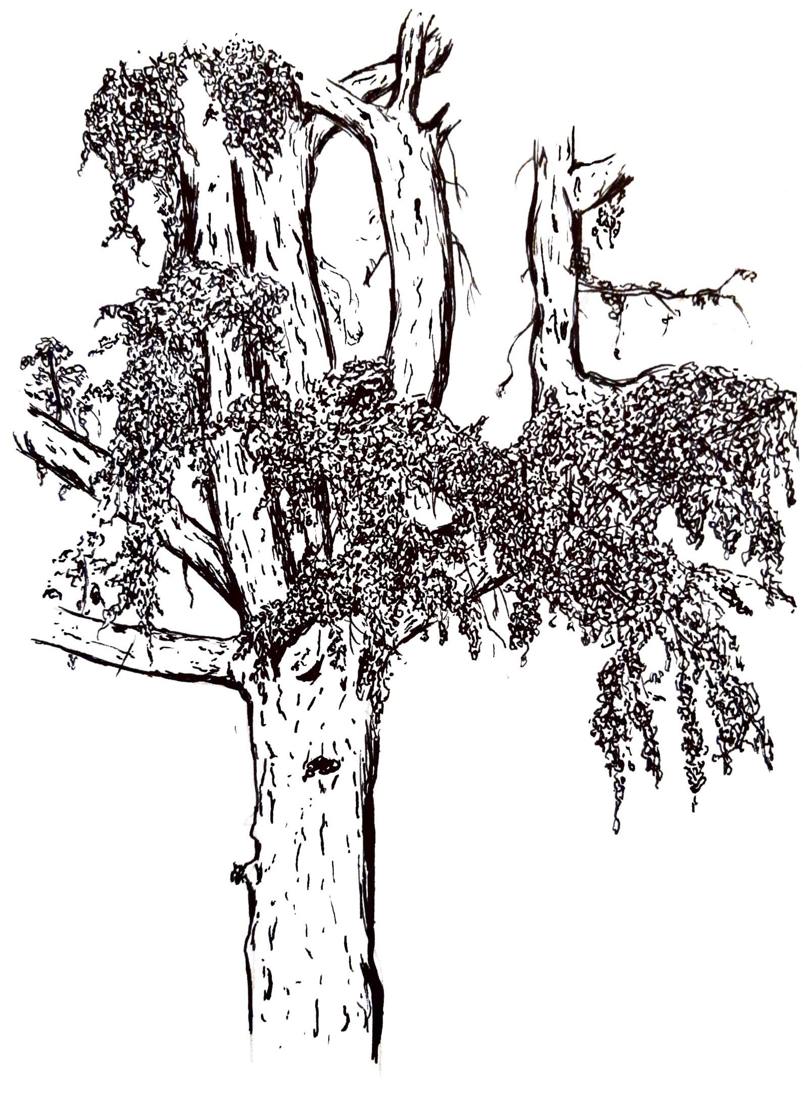 Arbres à feuilles tombantes.