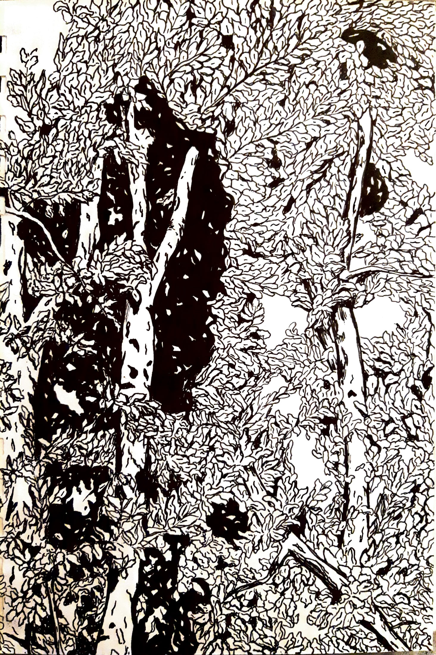 Feuillage d'arbre.