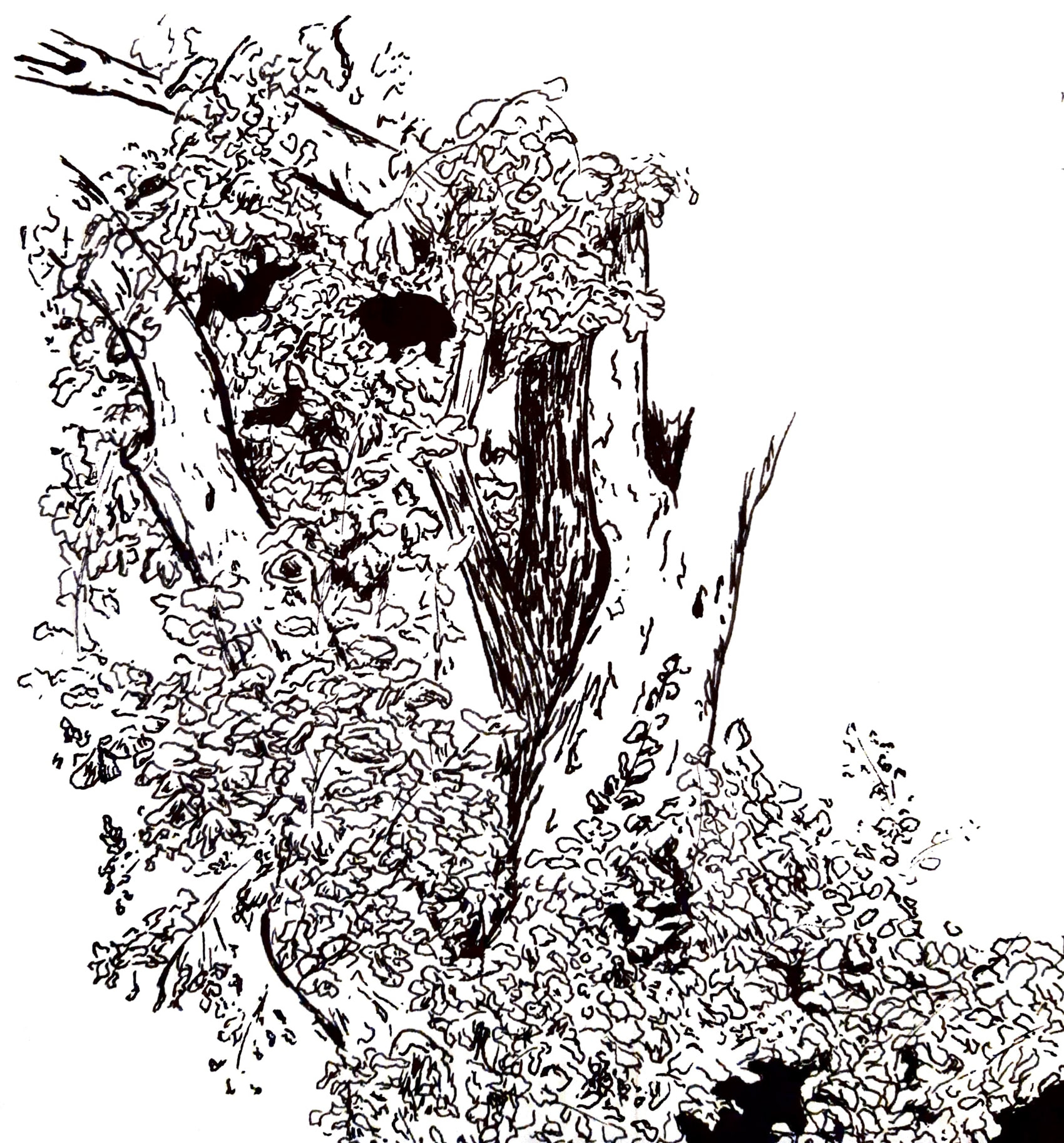 Arbre et son feuillage.