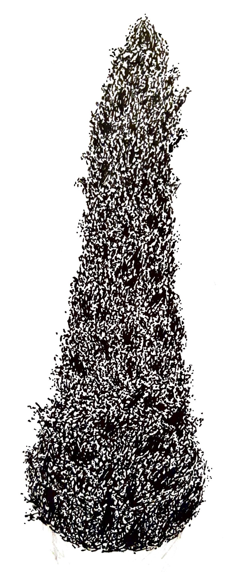 Arbuste.