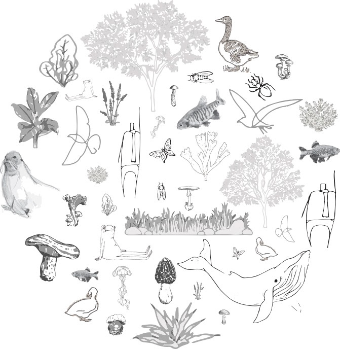 The ideal hierarchy - human and nature as equals