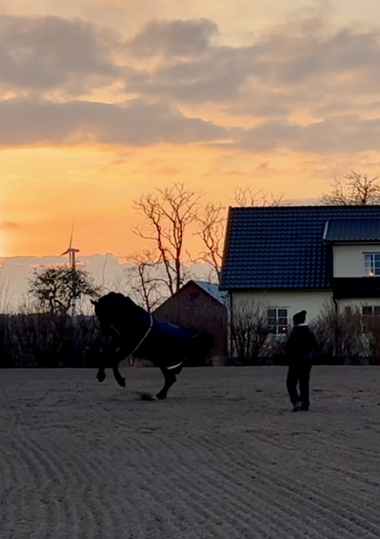 Tiger testar ridbana