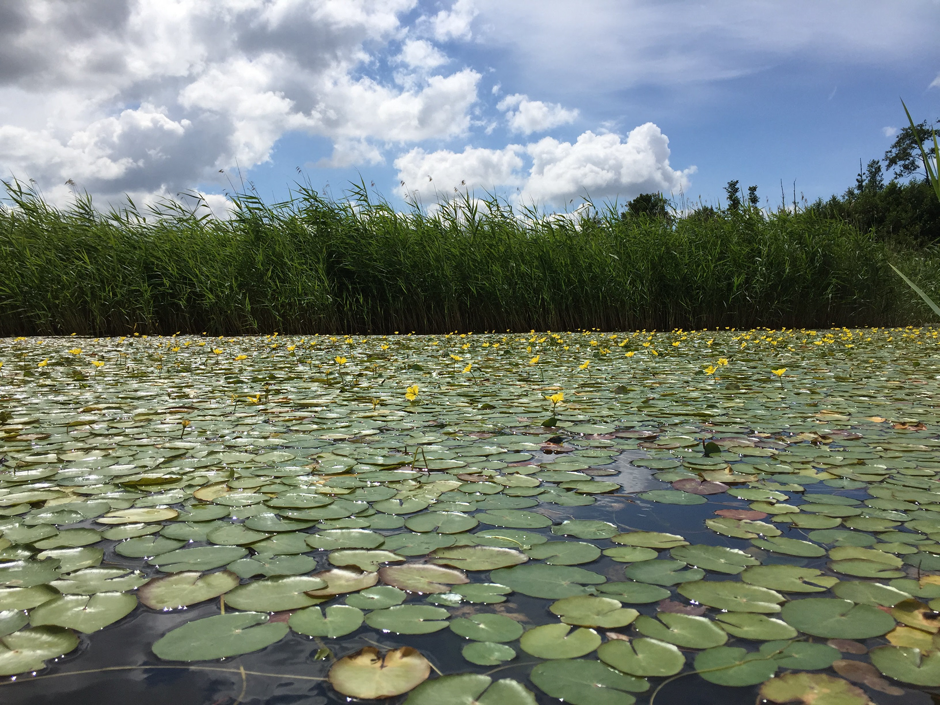 Näckroser vid Tomarps sjö