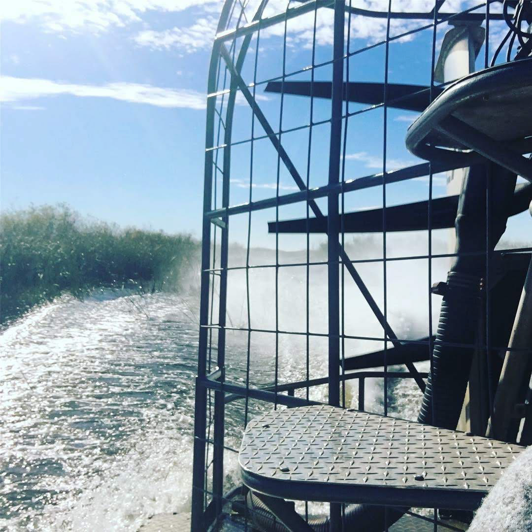 Gator park evergreens