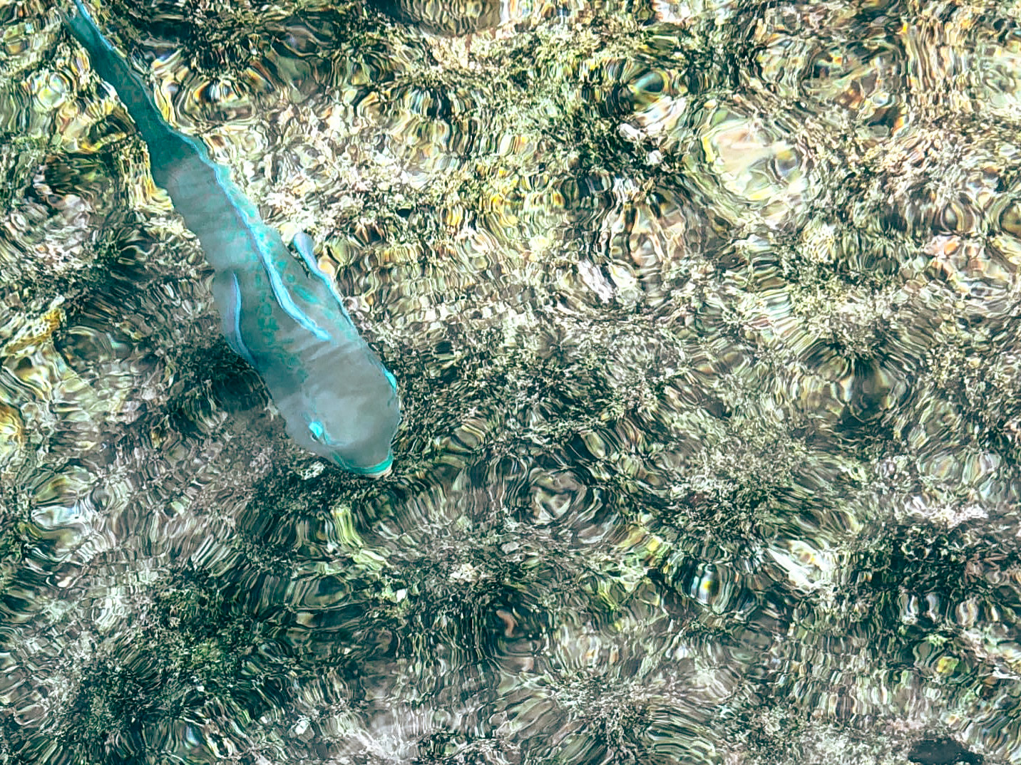 Papegojfisk - Bonaire