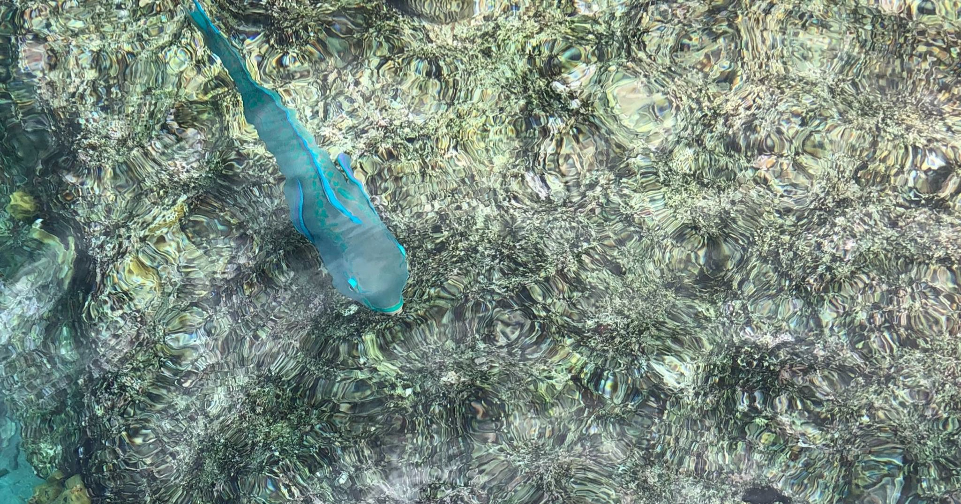 Papegojfisk vid Bonaire