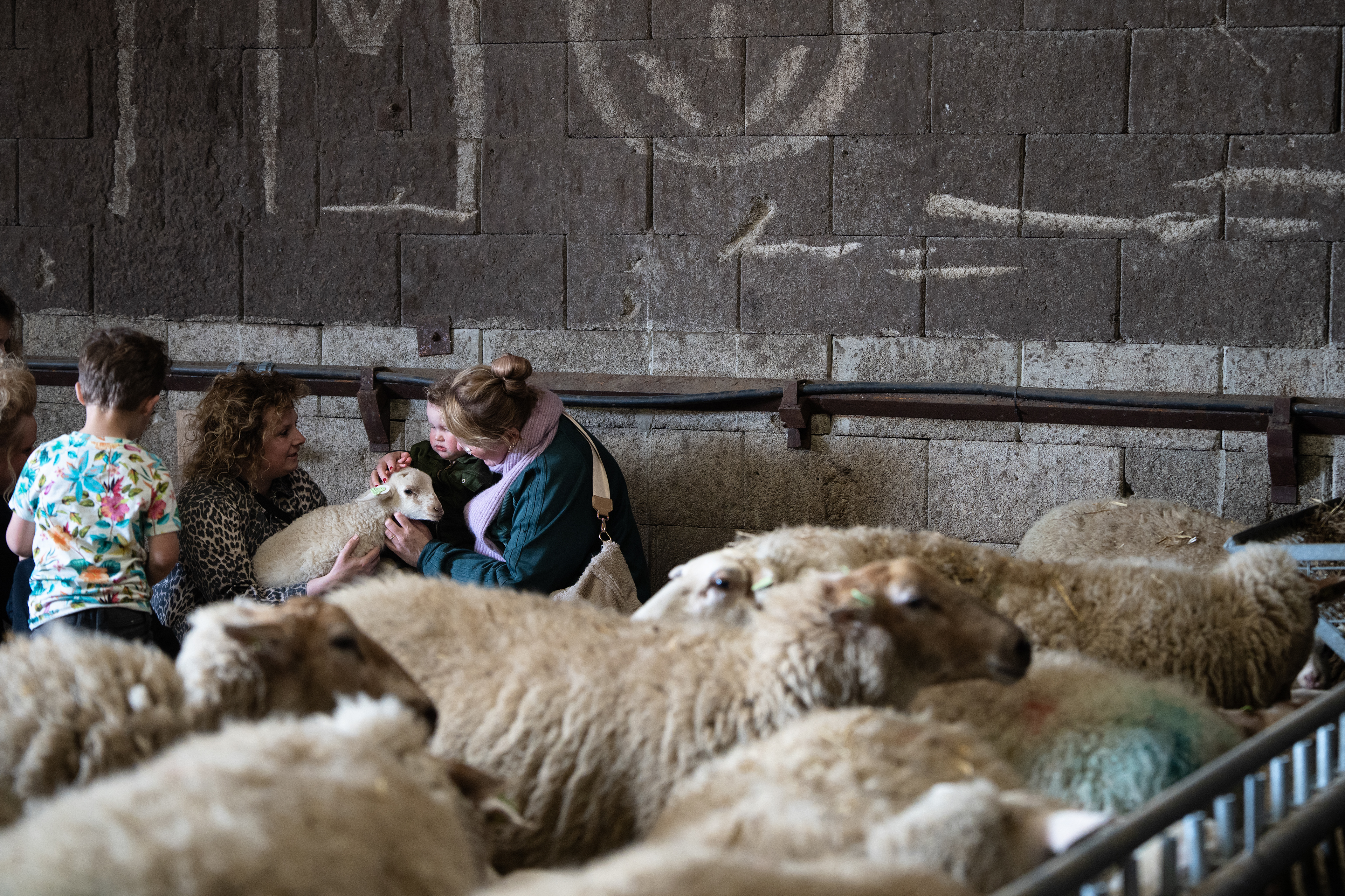 De Limbruger © Louisa Vergozisi